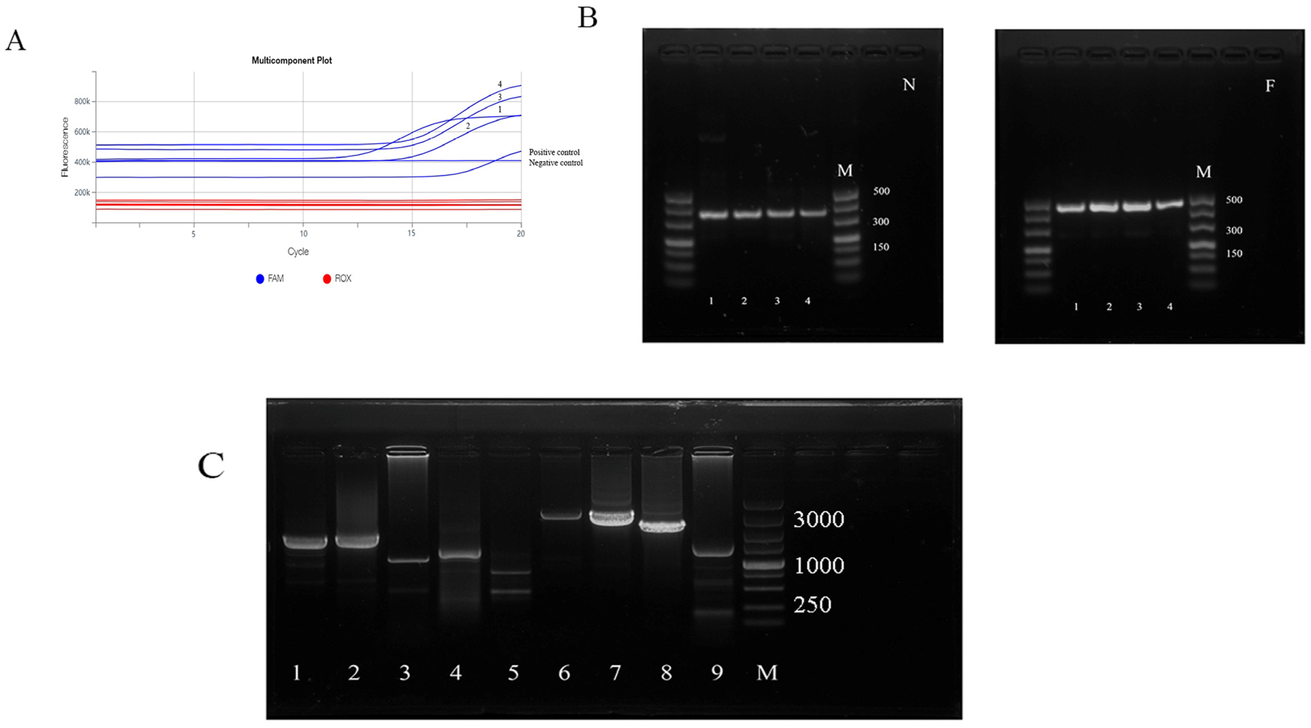 Vetsci 11 00489 g001