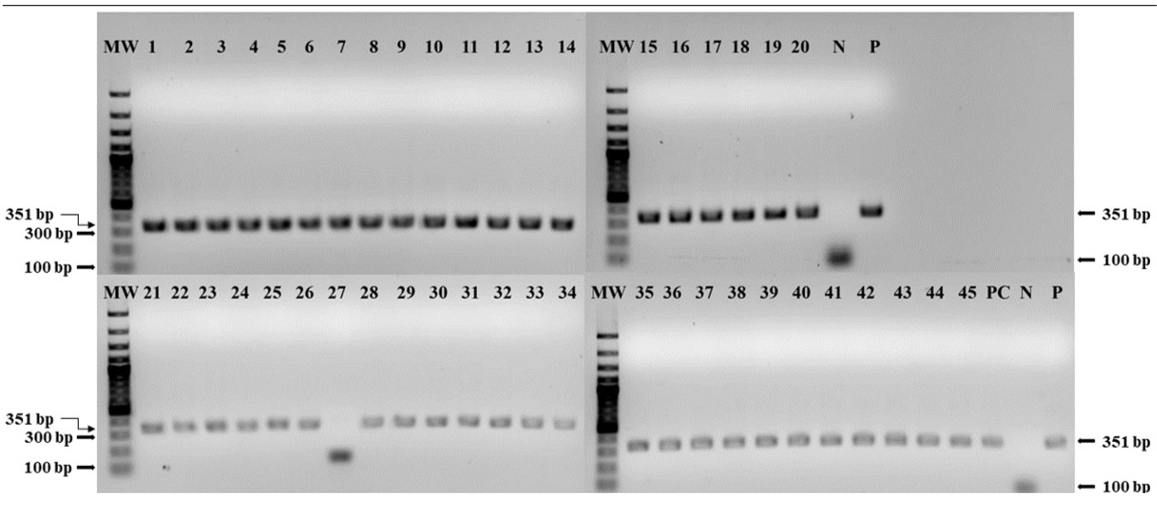 Vetsci 11 00500 g001