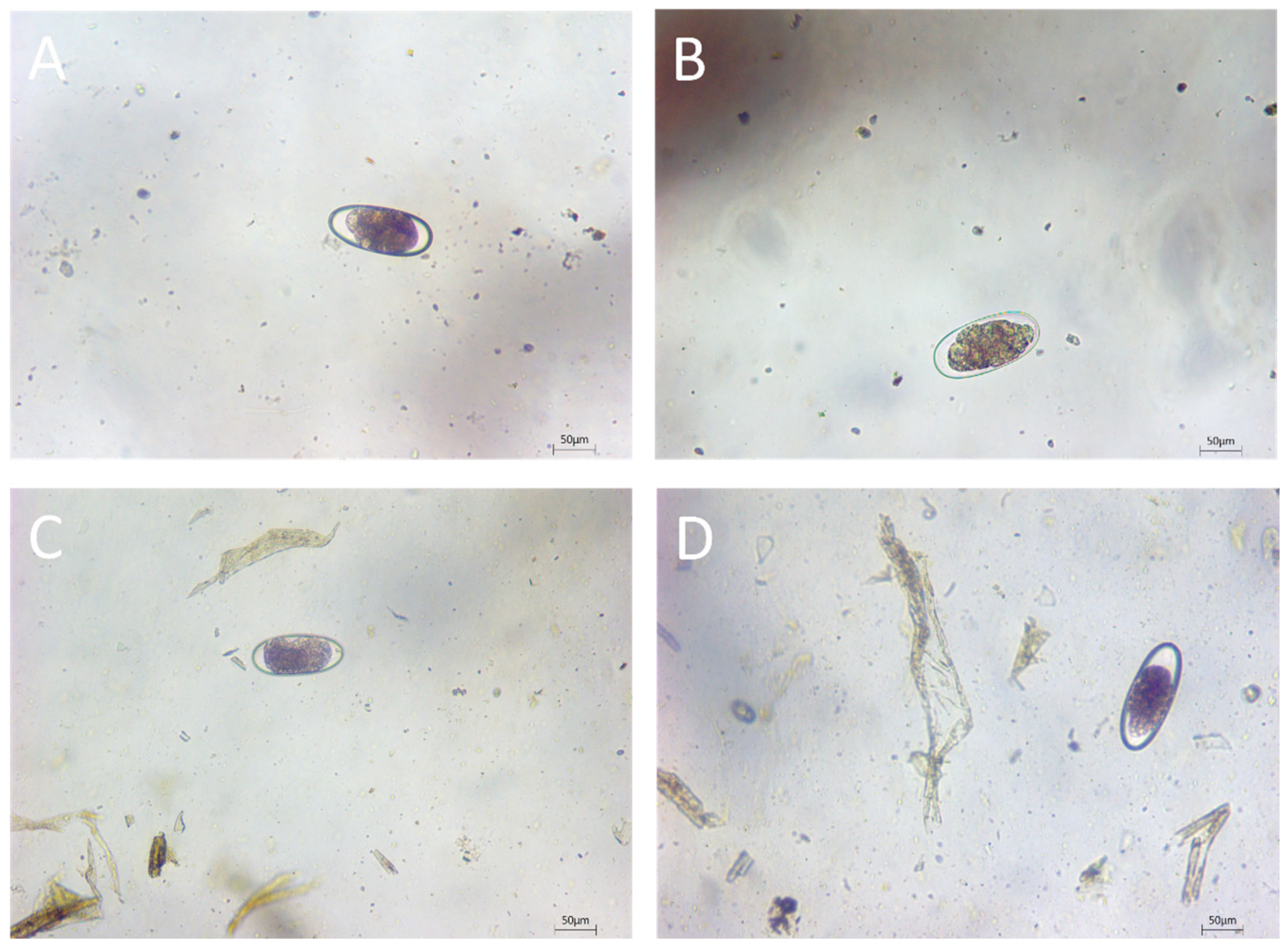 Vetsci 11 00503 g001 Vetsci 11 00503 g001
