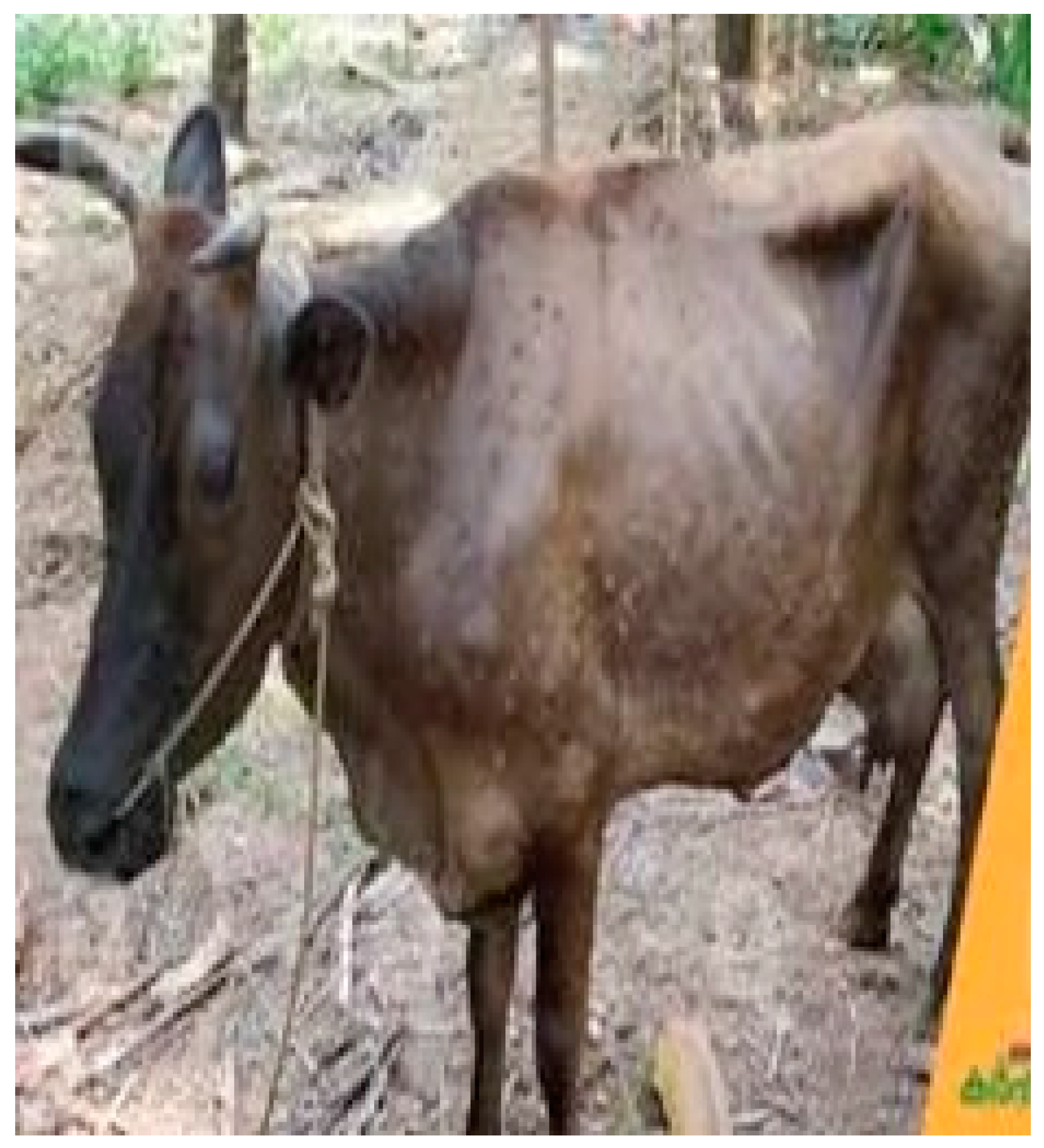 Vetsci 11 00510 g001