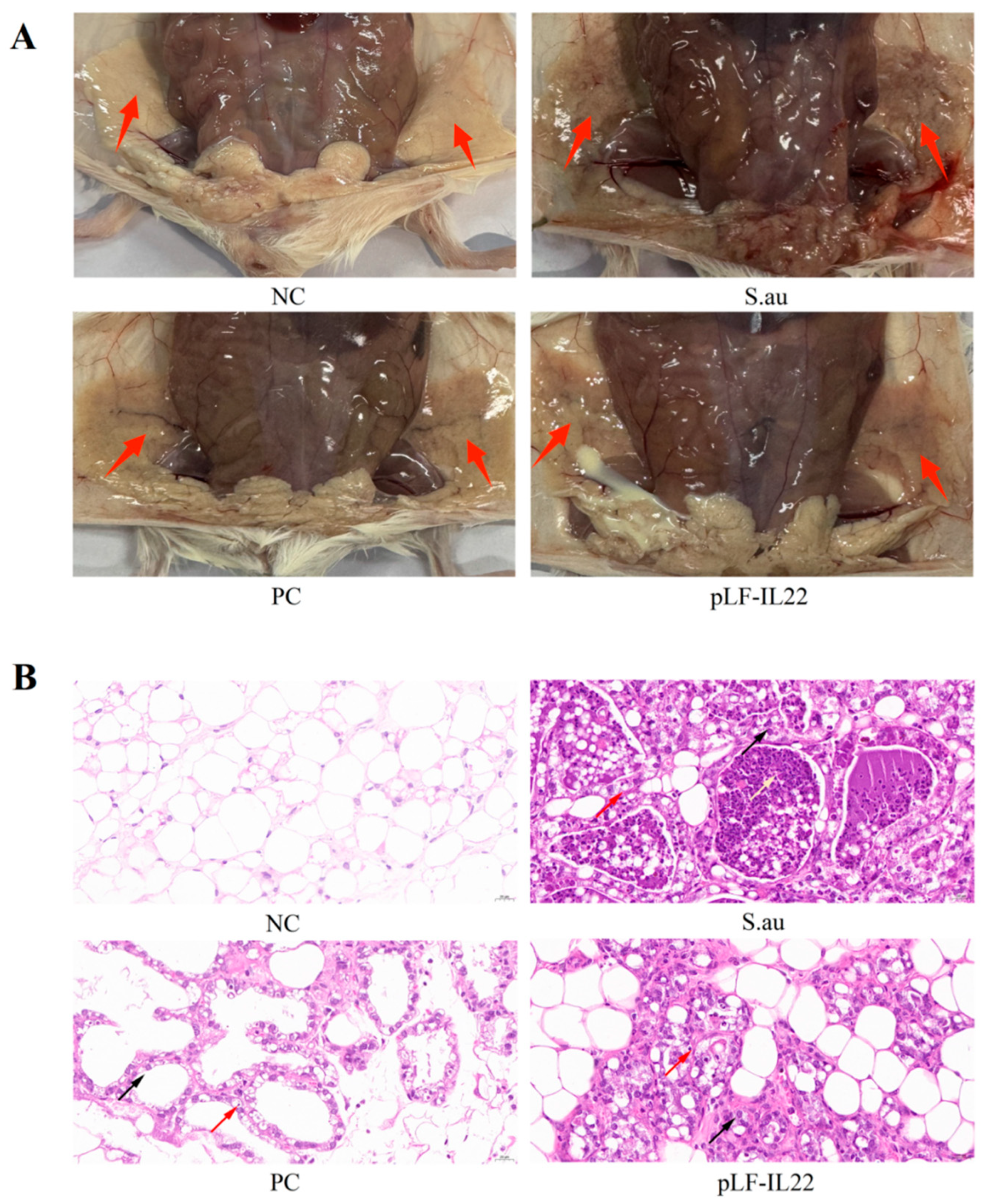 Vetsci 11 00515 g005