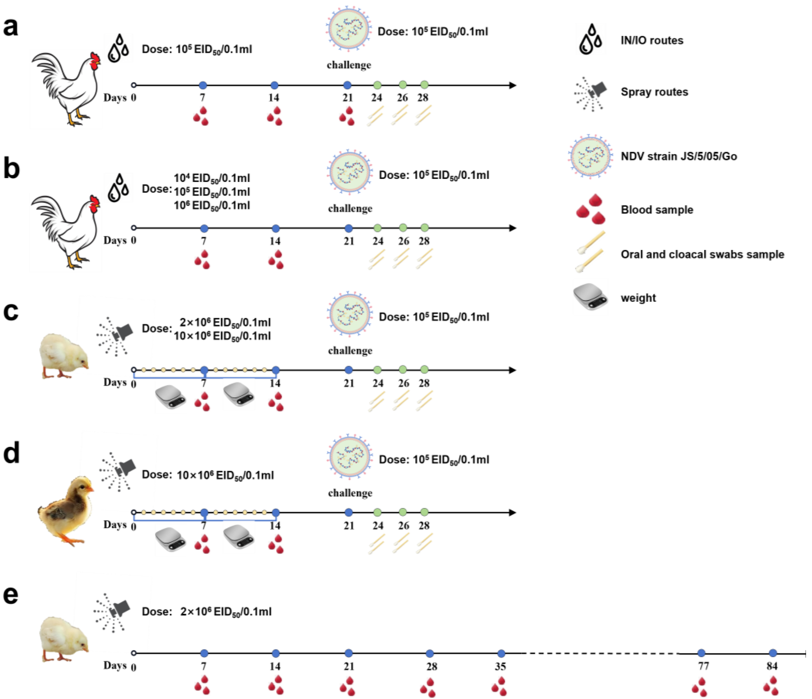 Vetsci 11 00532 g002