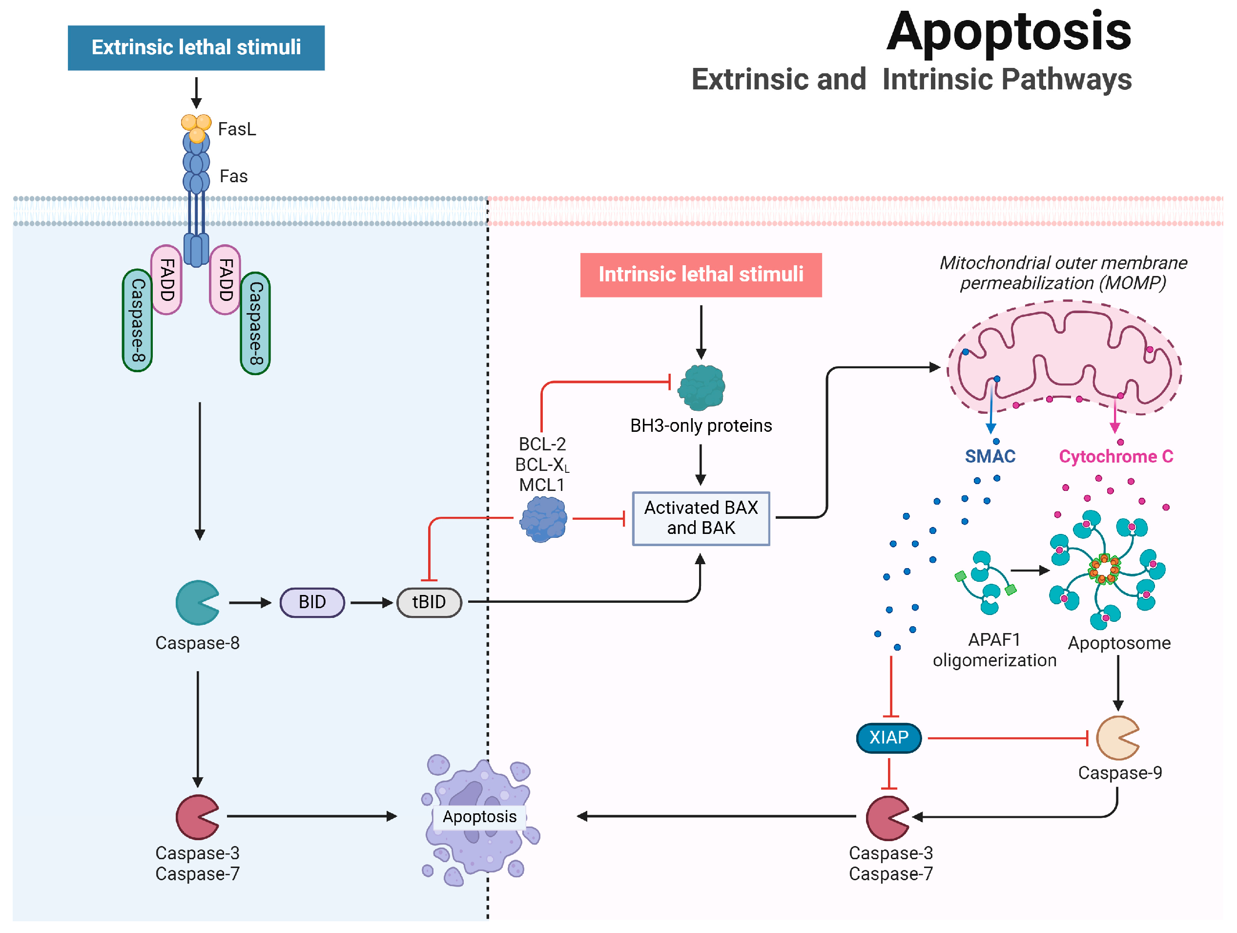 Vetsci 11 00555 g001