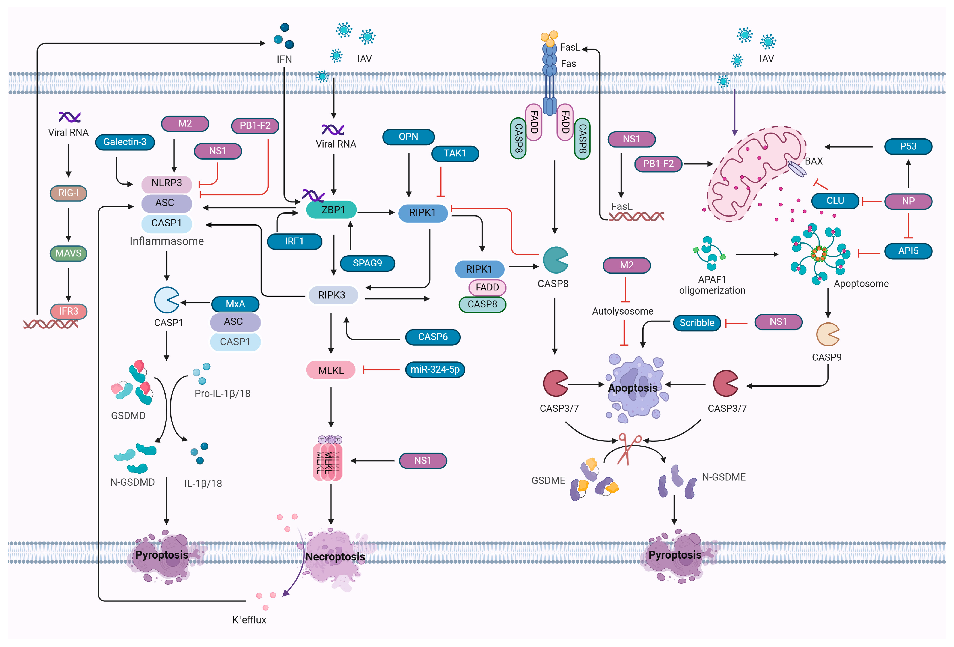 Vetsci 11 00555 g002