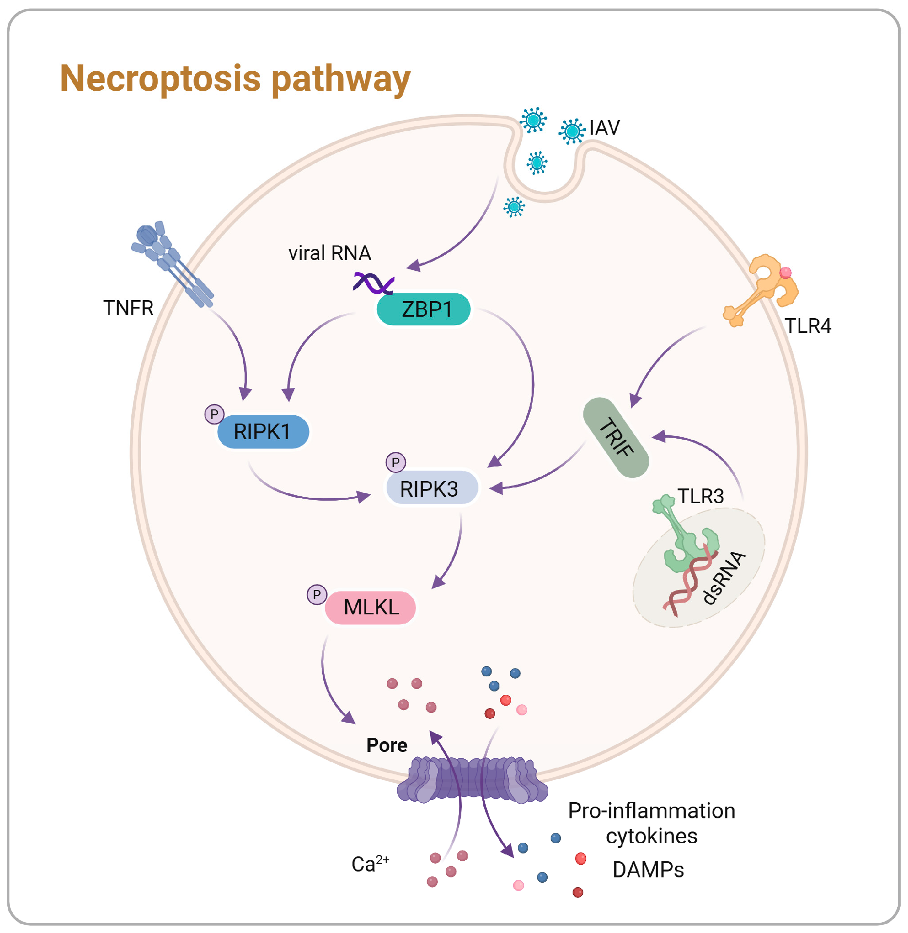Vetsci 11 00555 g003