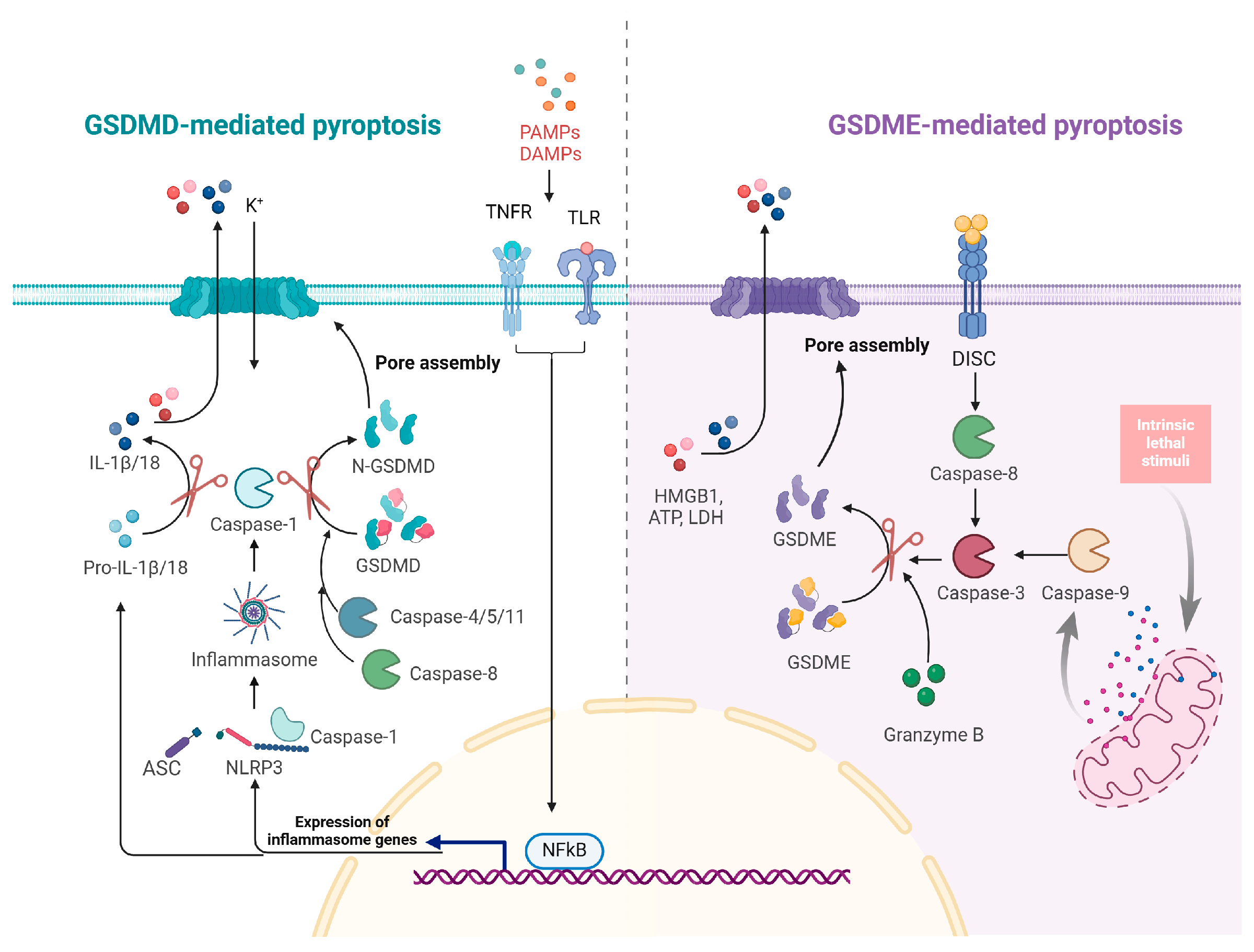Vetsci 11 00555 g004