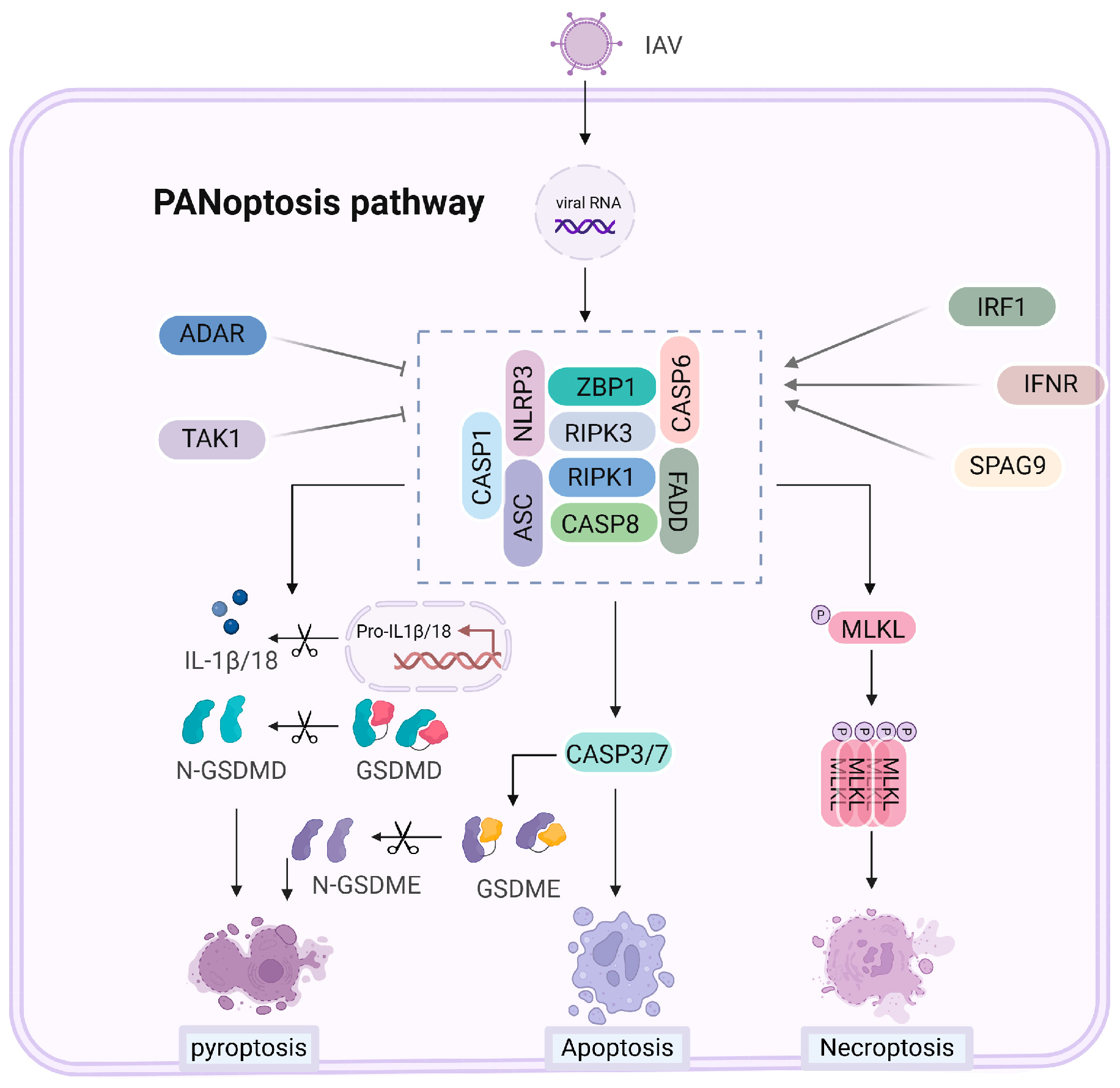 Vetsci 11 00555 g005