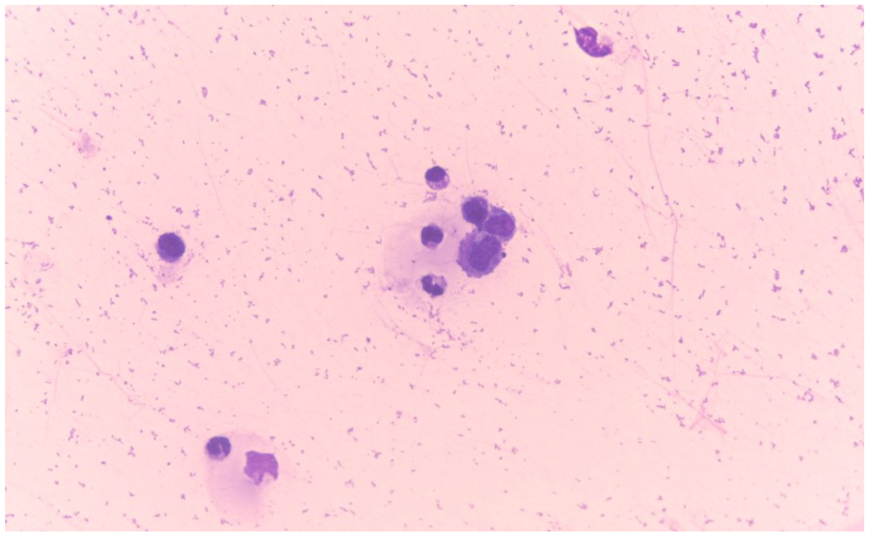 Vetsci 11 00563 g006