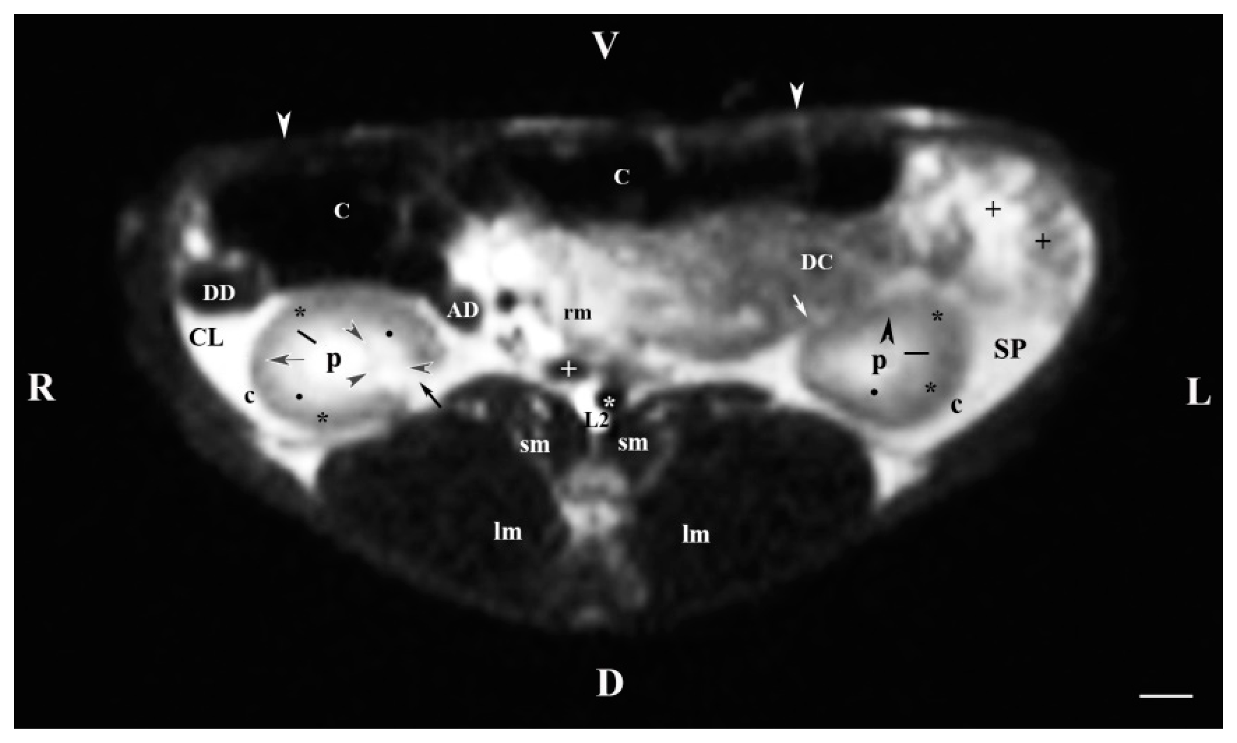Vetsci 11 00575 g002