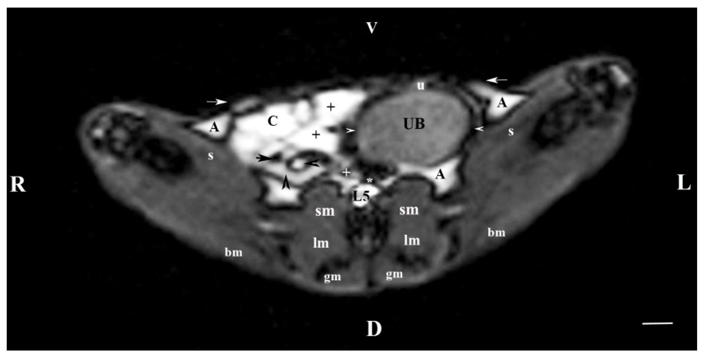 Vetsci 11 00575 g005