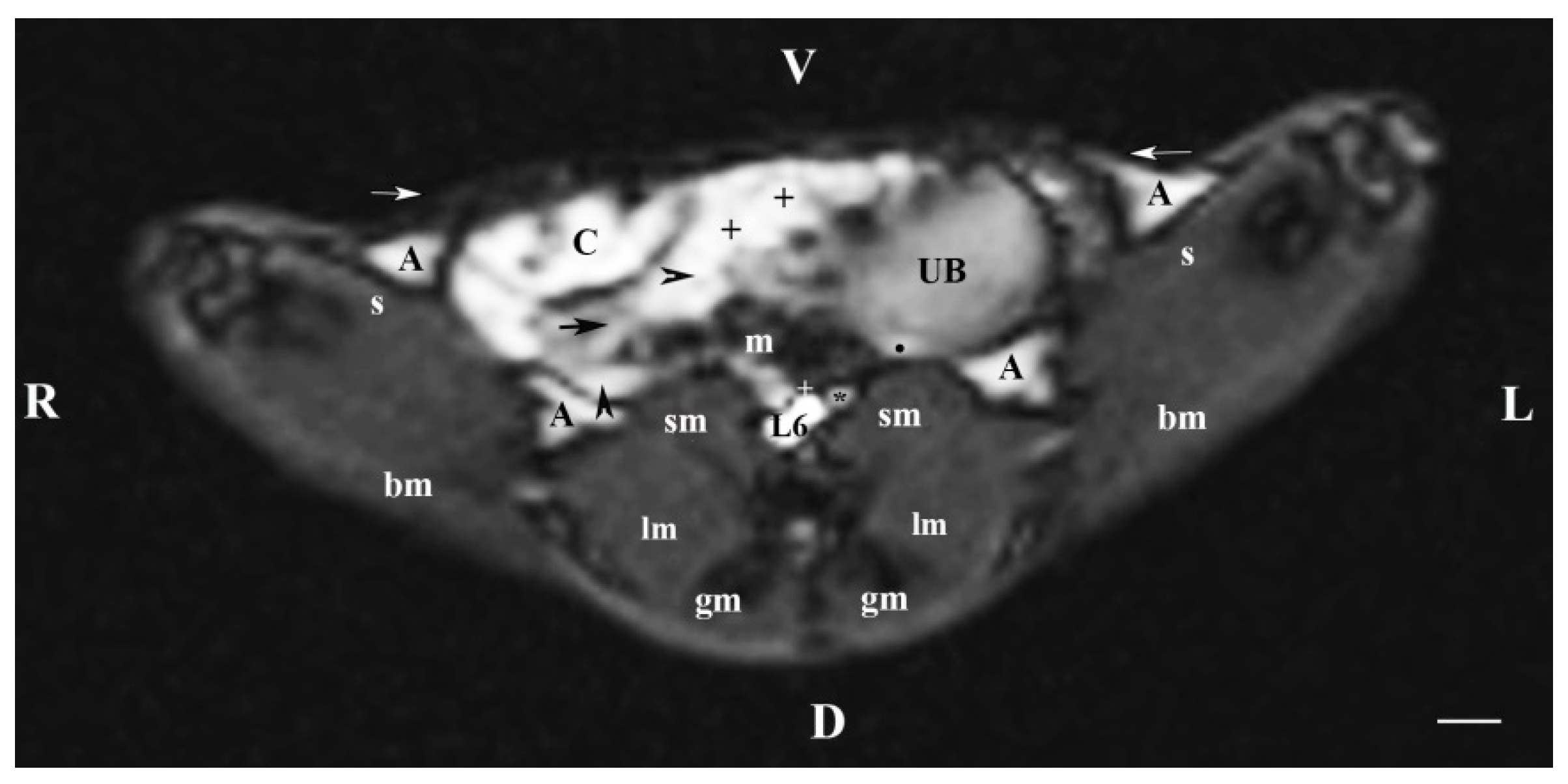 Vetsci 11 00575 g006