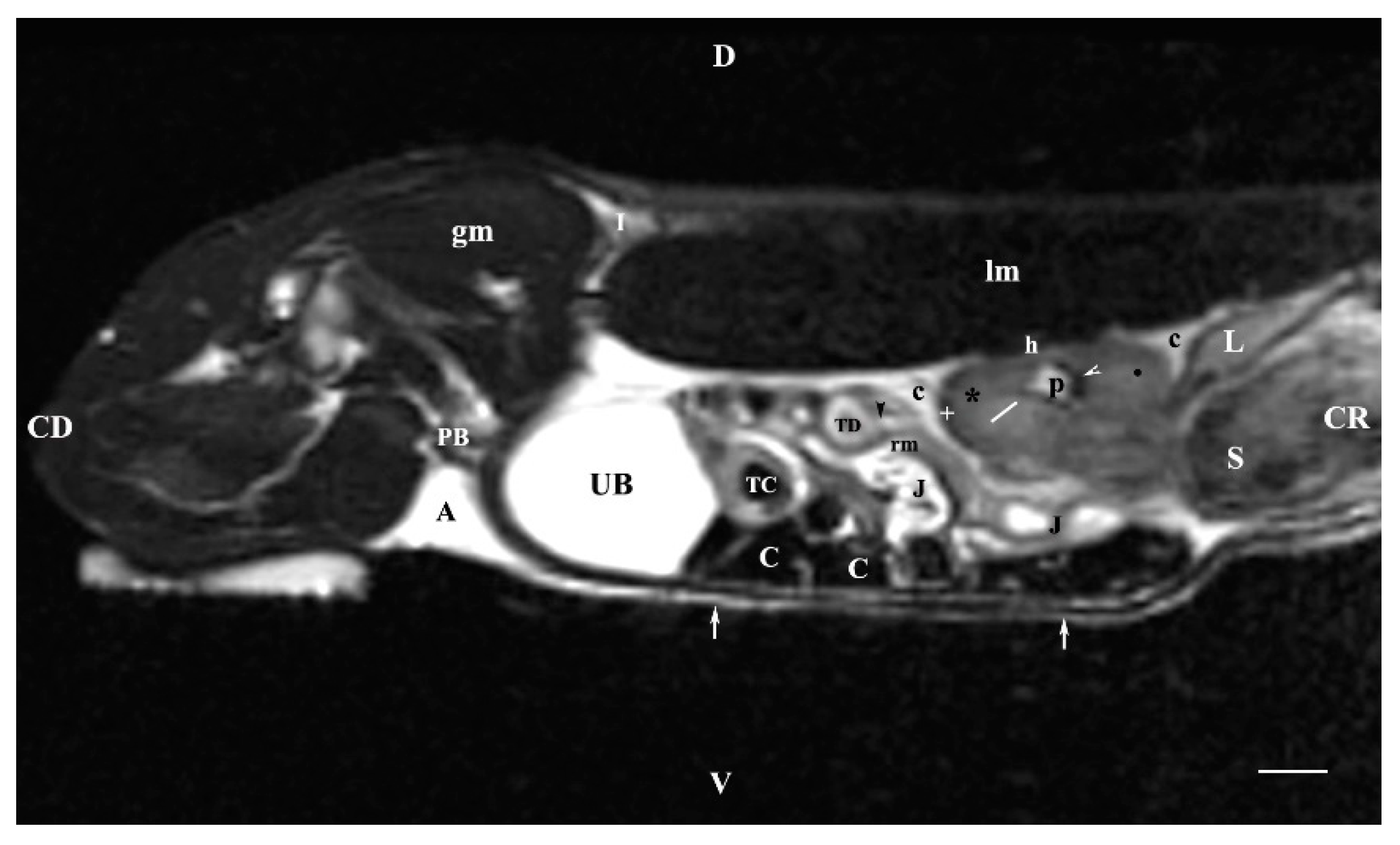 Vetsci 11 00575 g007