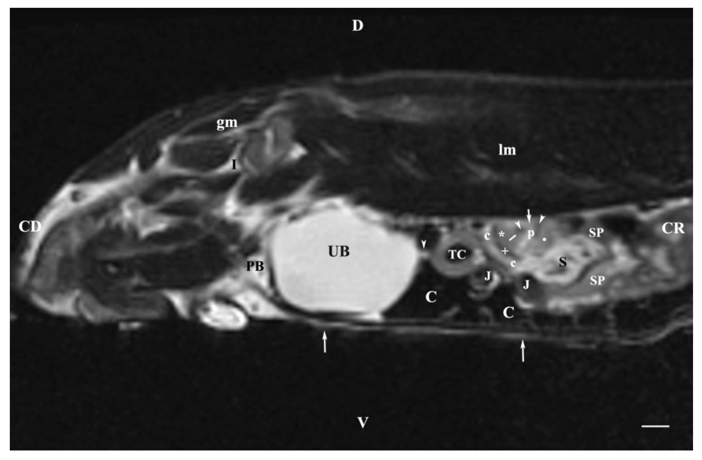 Vetsci 11 00575 g008