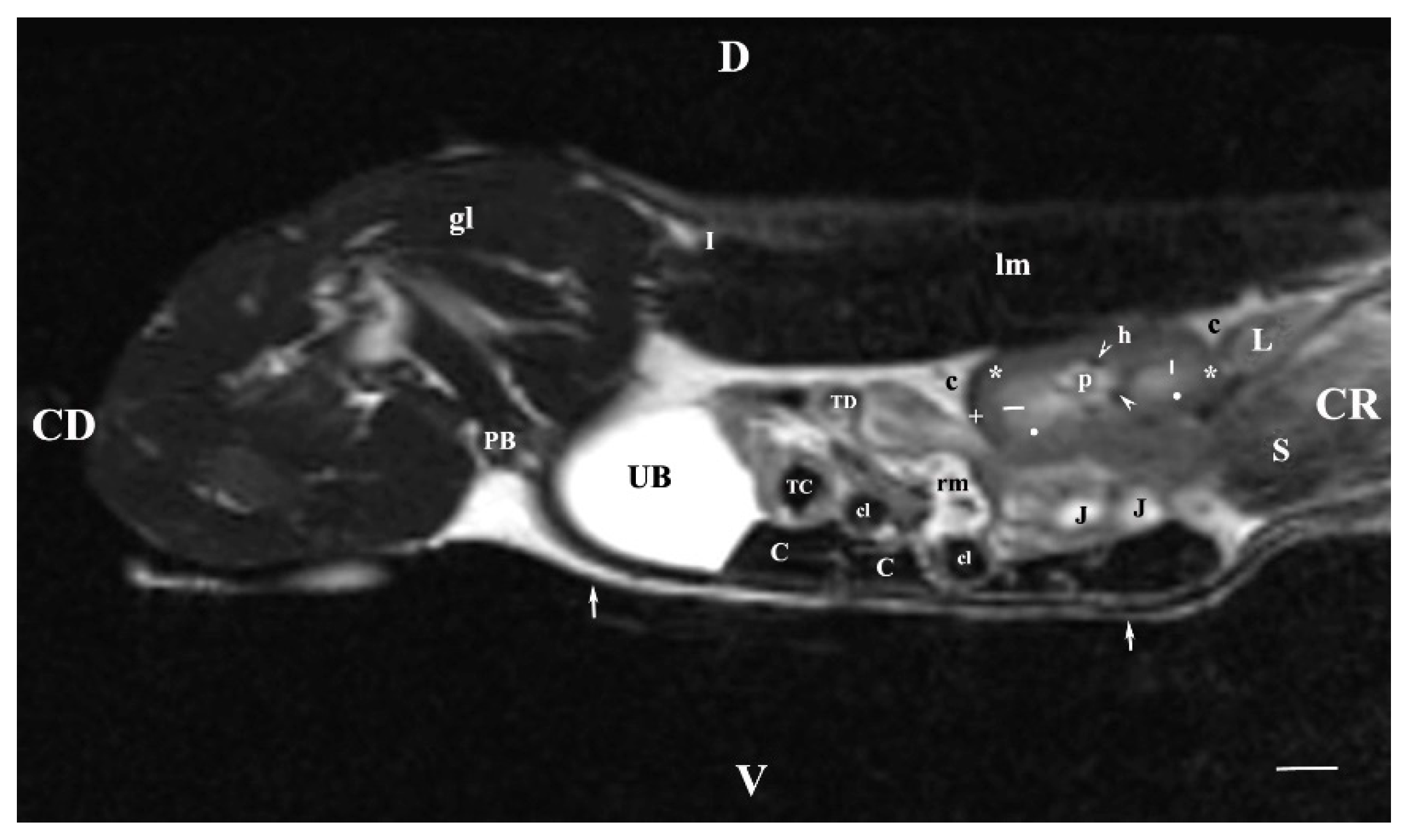 Vetsci 11 00575 g009