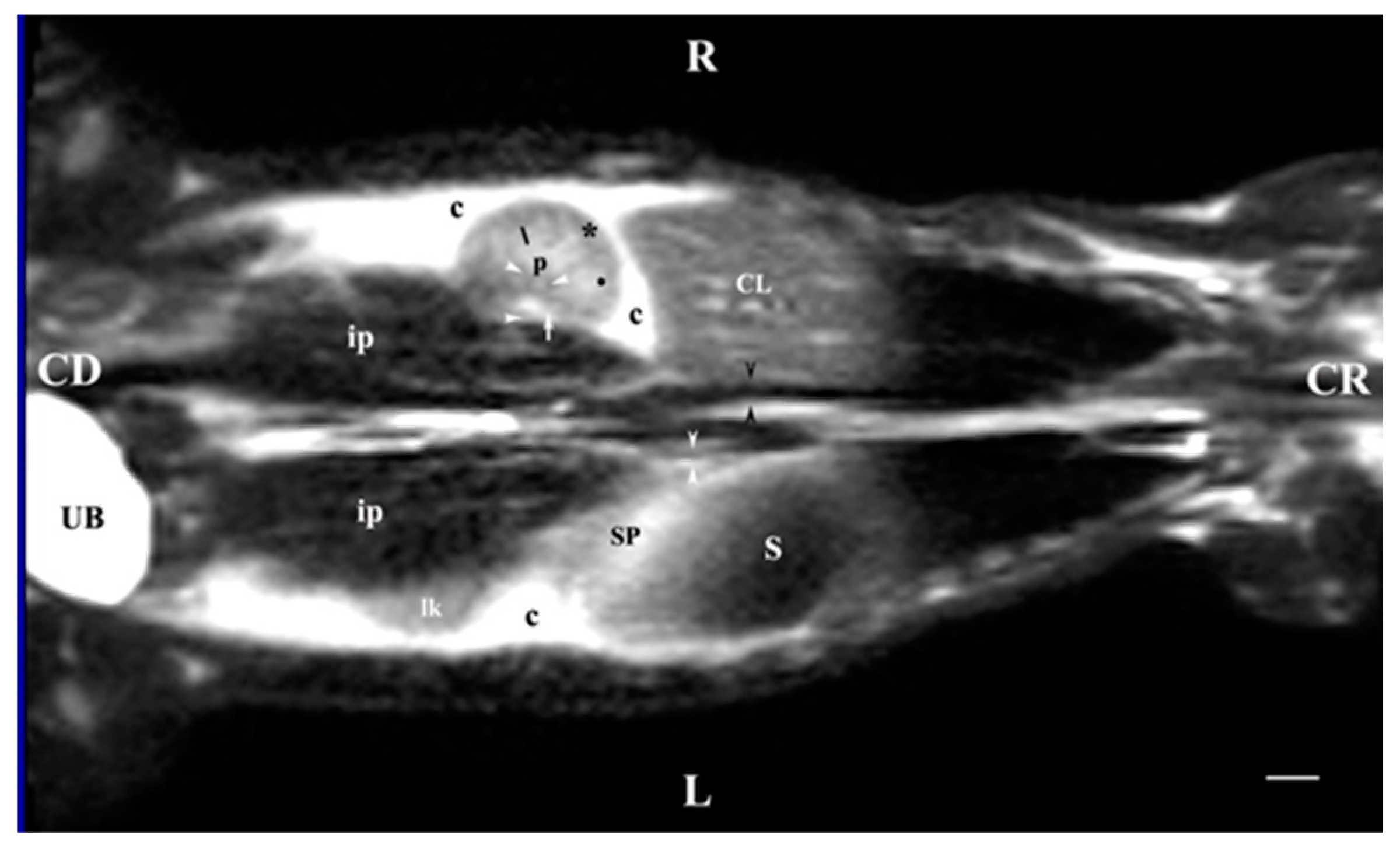 Vetsci 11 00575 g011