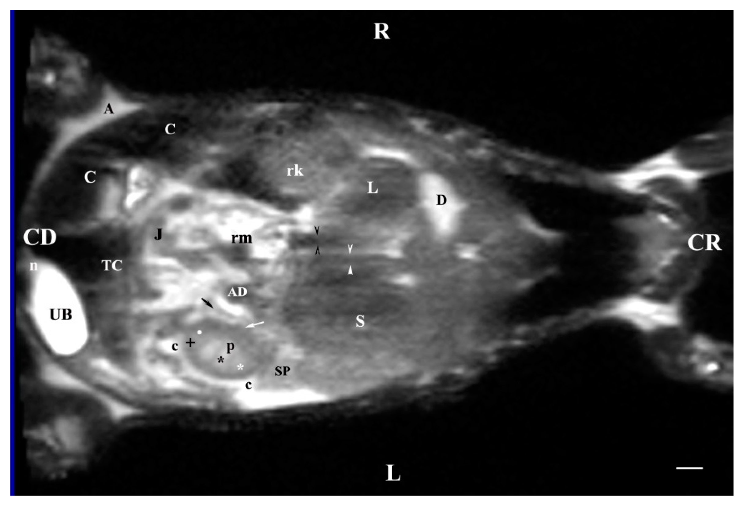 Vetsci 11 00575 g013