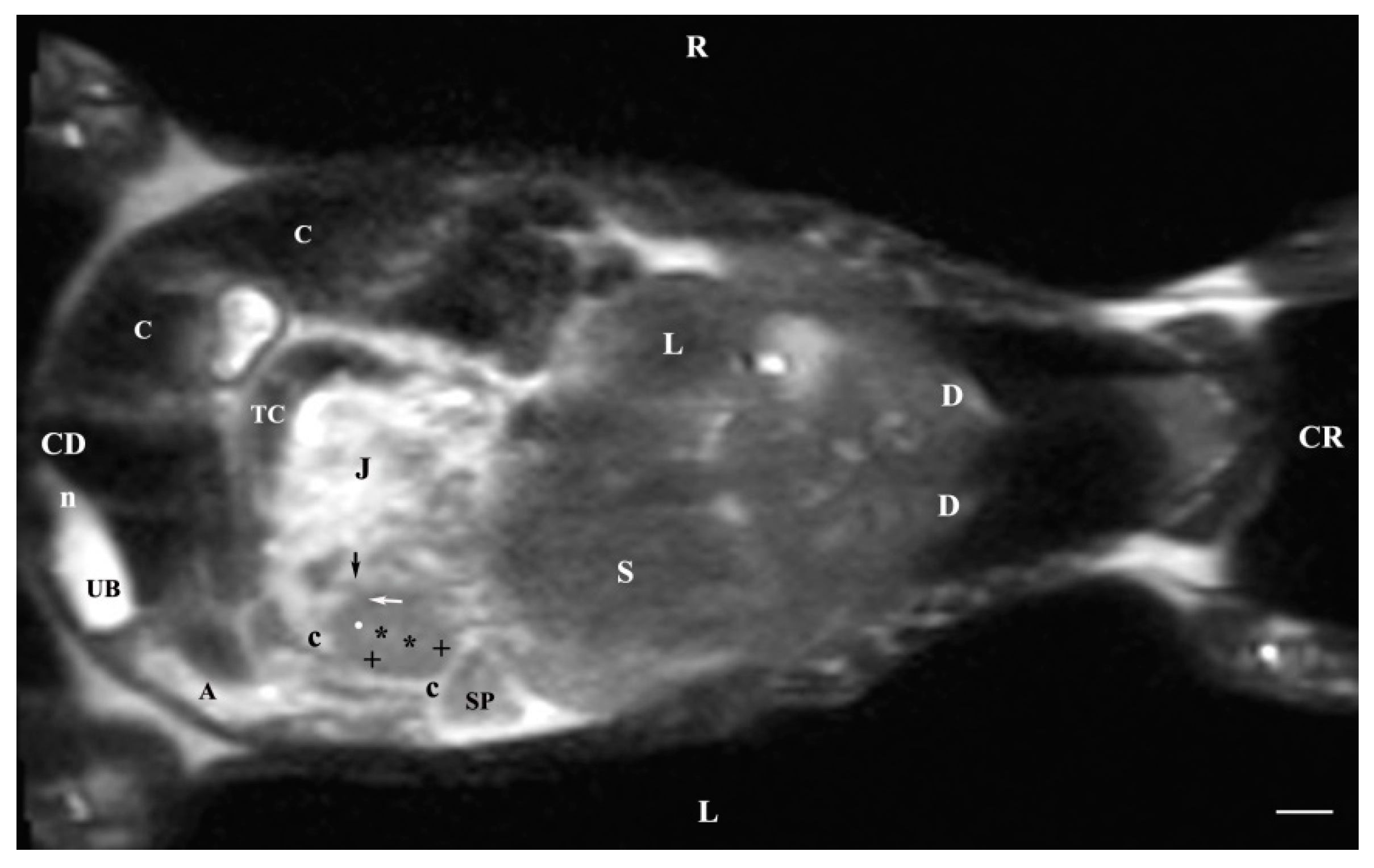 Vetsci 11 00575 g014