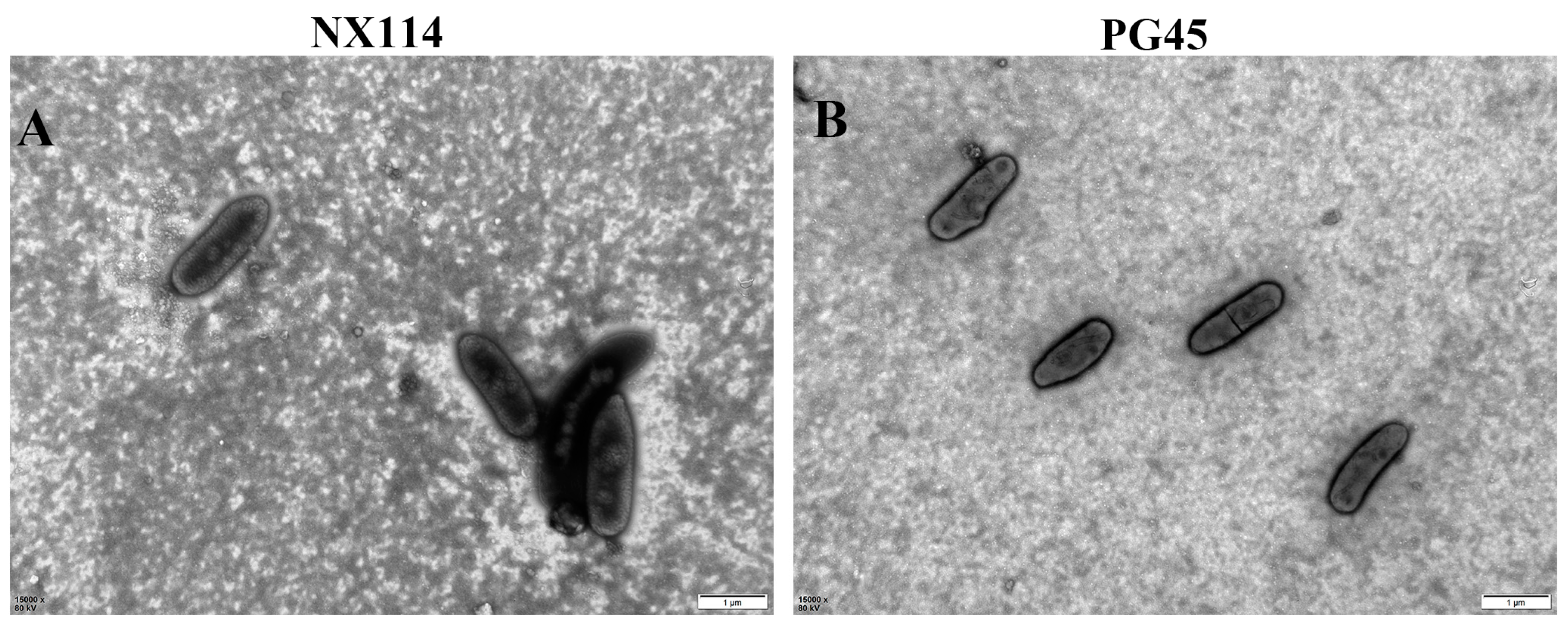 Vetsci 11 00577 g001