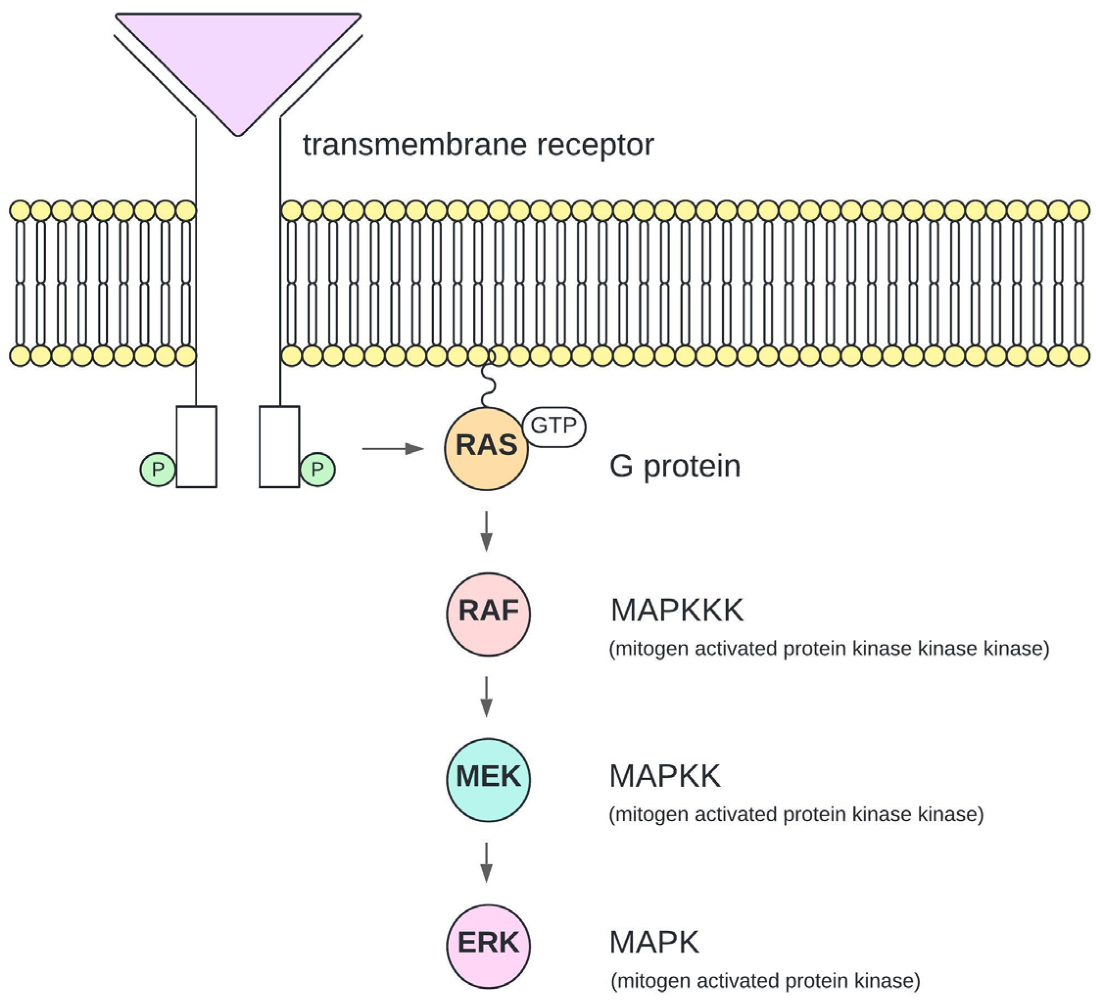 Vetsci 11 00584 g001