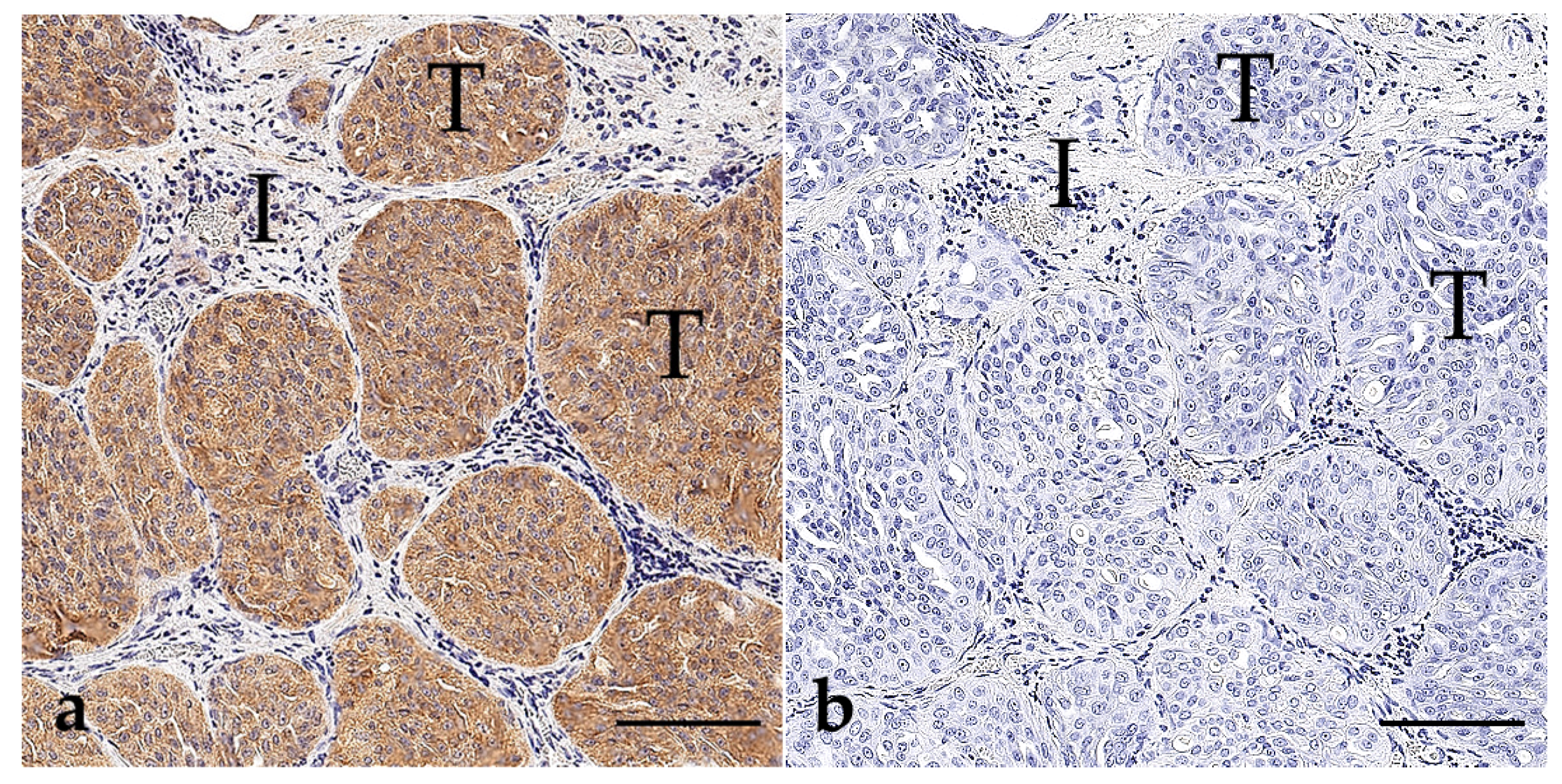 Vetsci 11 00584 g003a