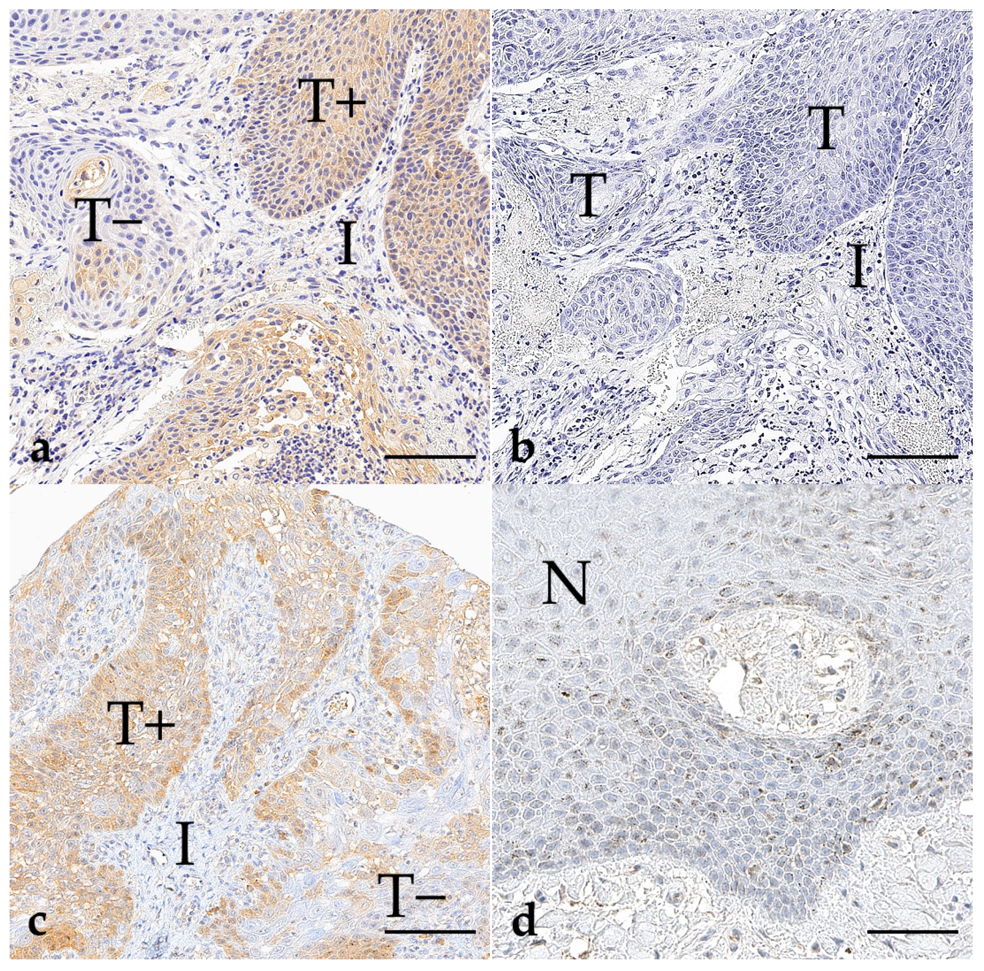 Vetsci 11 00584 g005
