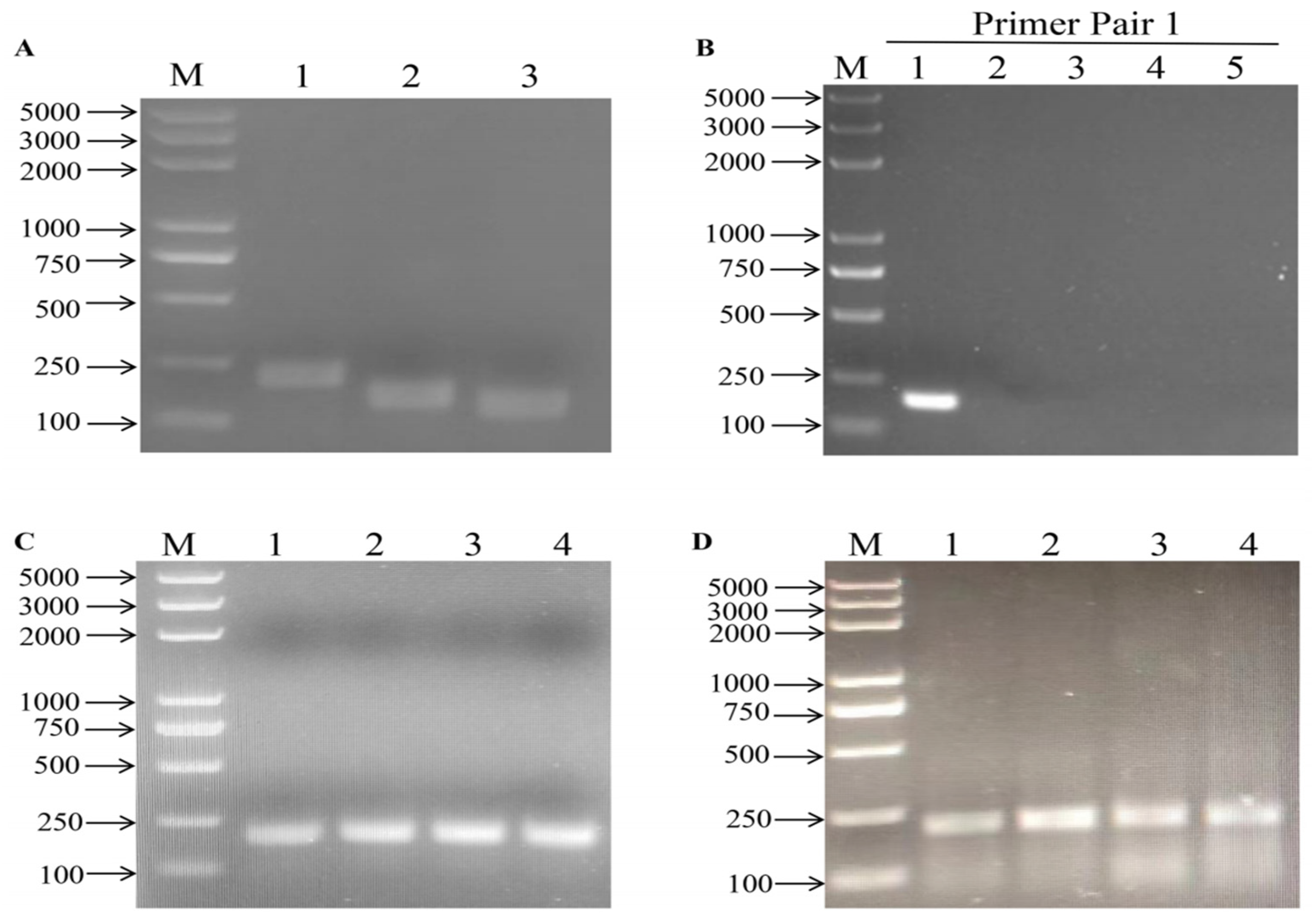 Vetsci 11 00589 g001