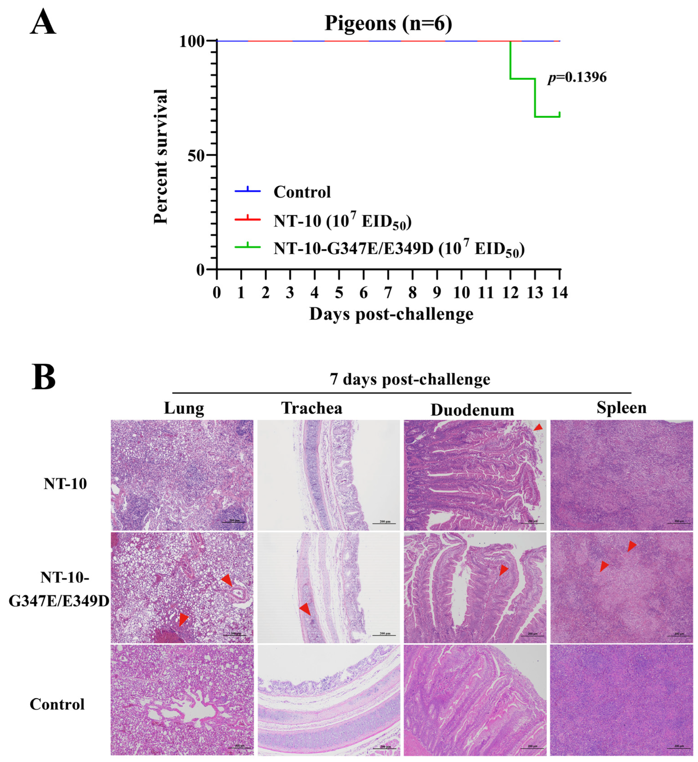Vetsci 11 00592 g007 Vetsci 11 00592 g007