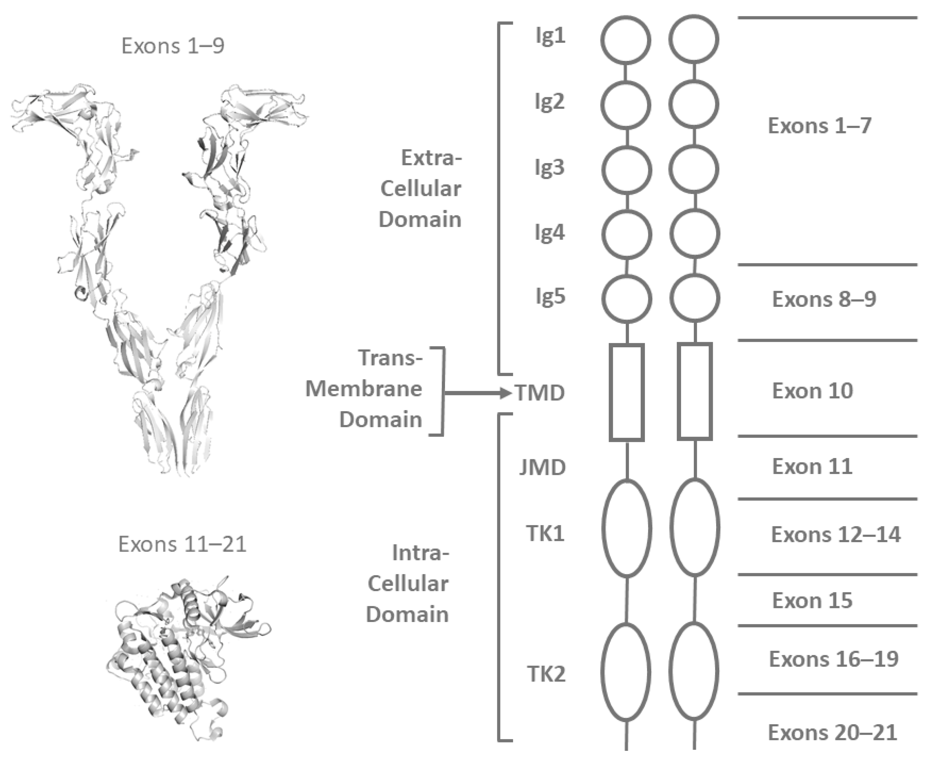 Vetsci 11 00593 g001