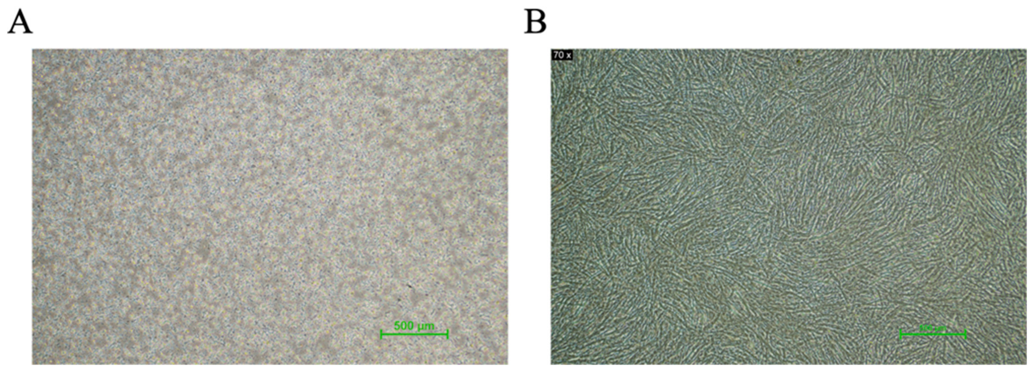 Vetsci 11 00601 g001