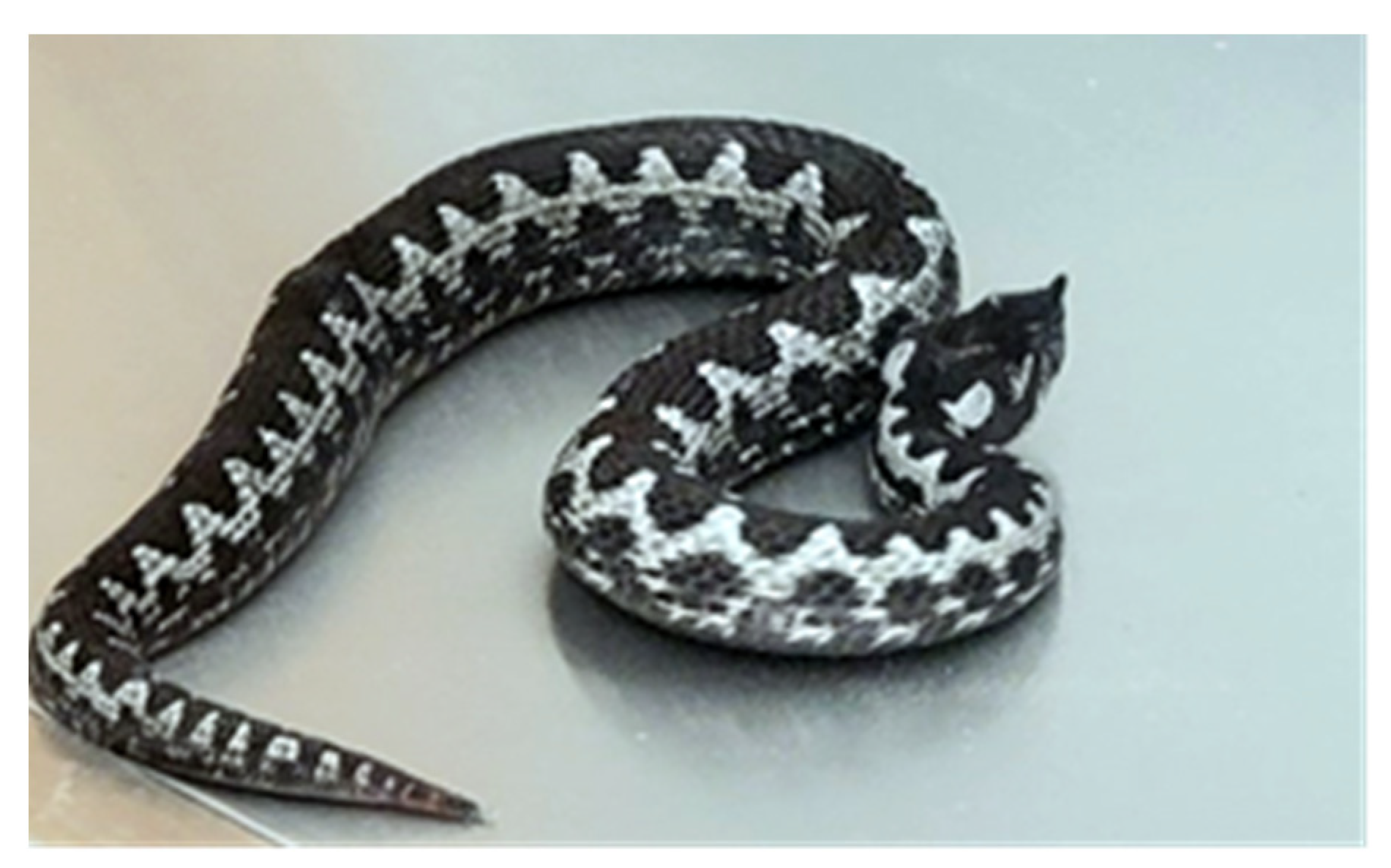 Vetsci 11 00605 g001