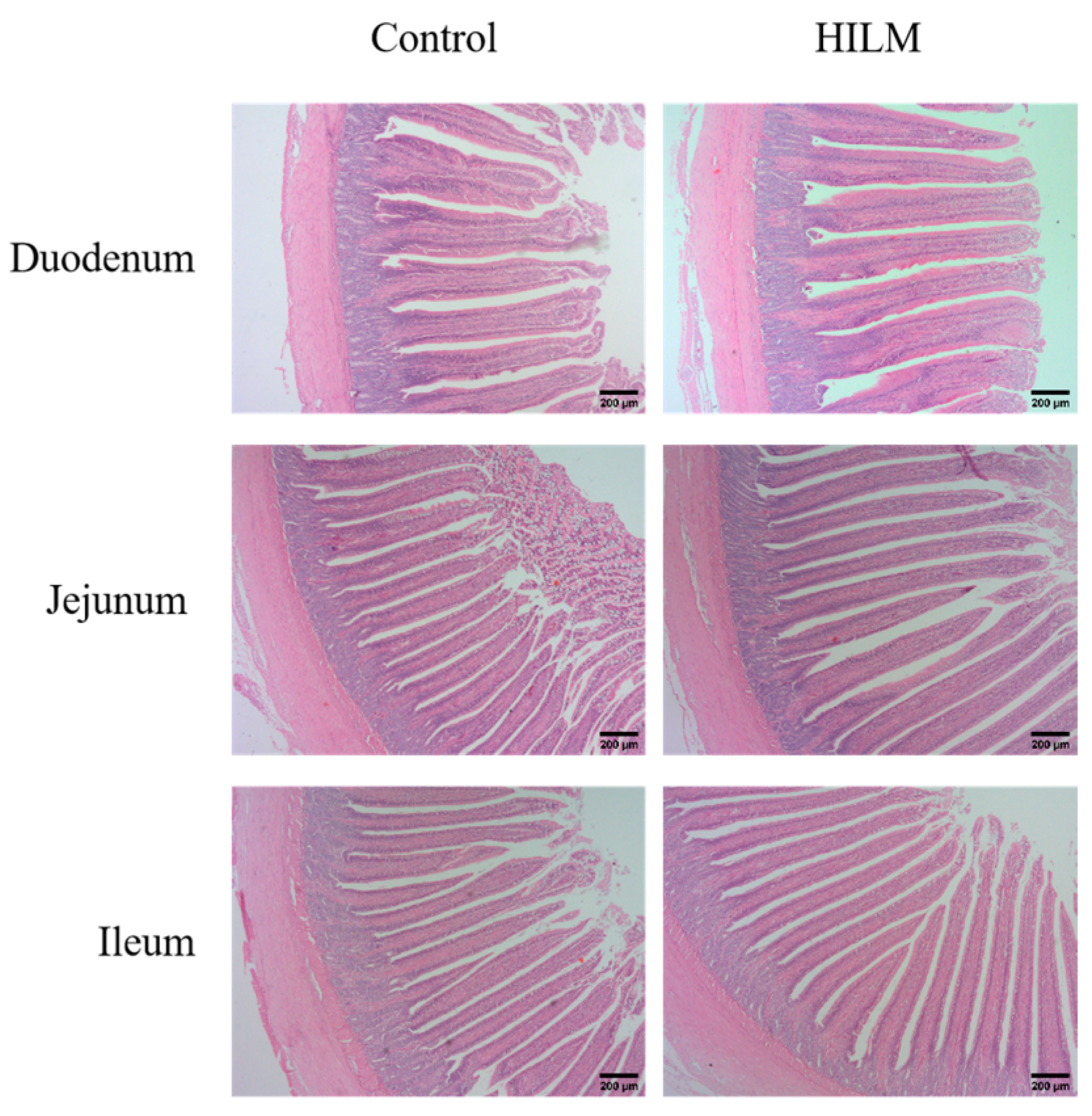 Vetsci 11 00615 g004