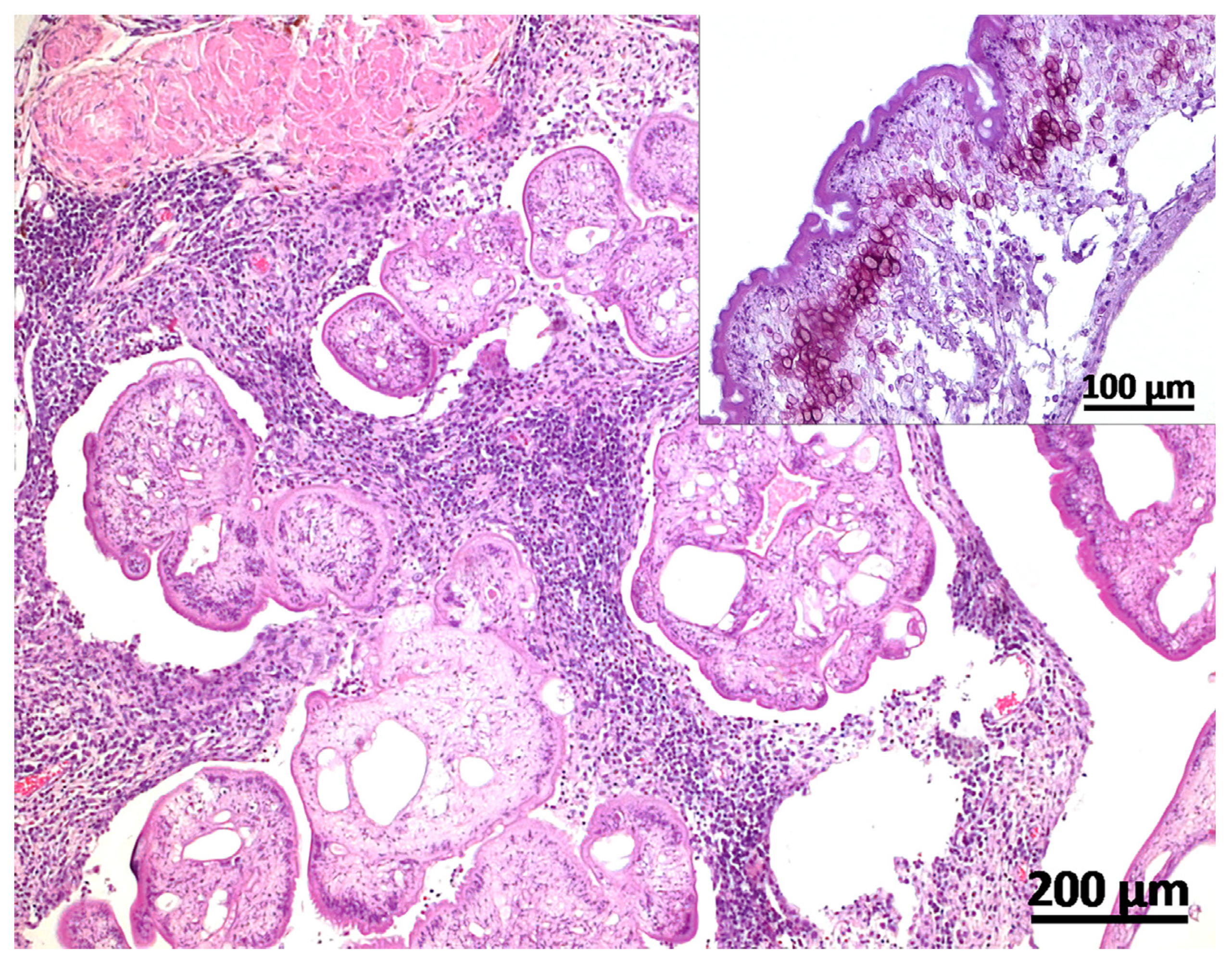 Taenia martis Cysticercosis in a Common Marmoset (Callithrix