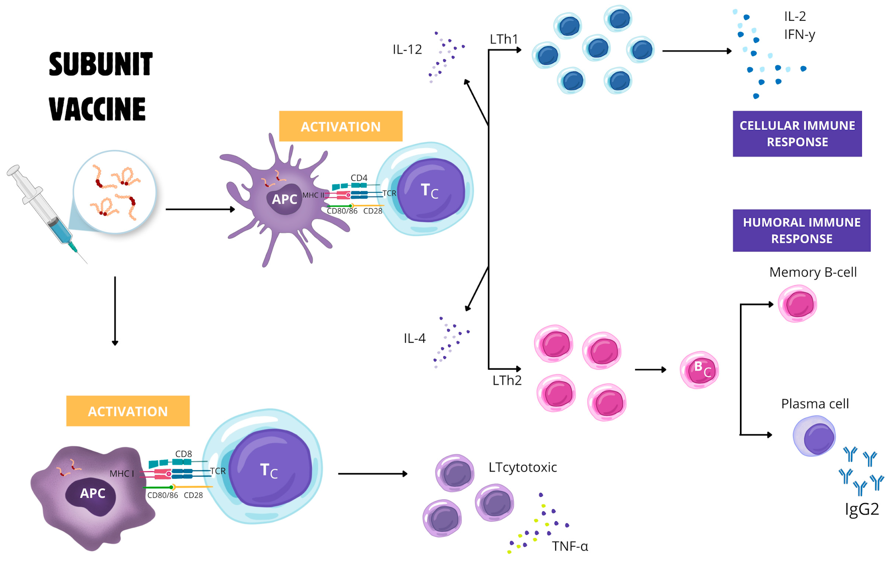 Vetsci 11 00624 g002