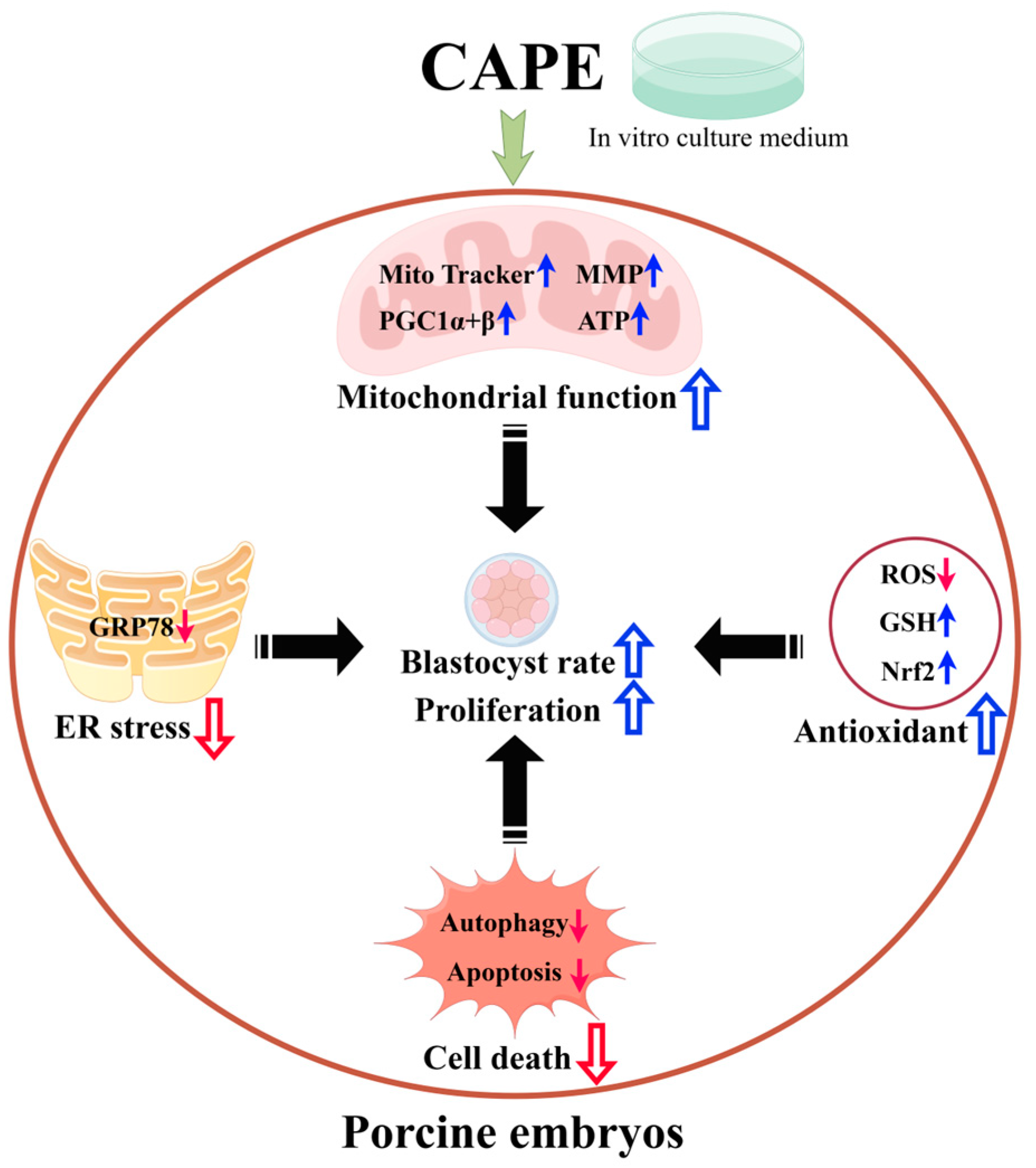 Vetsci 11 00625 g007