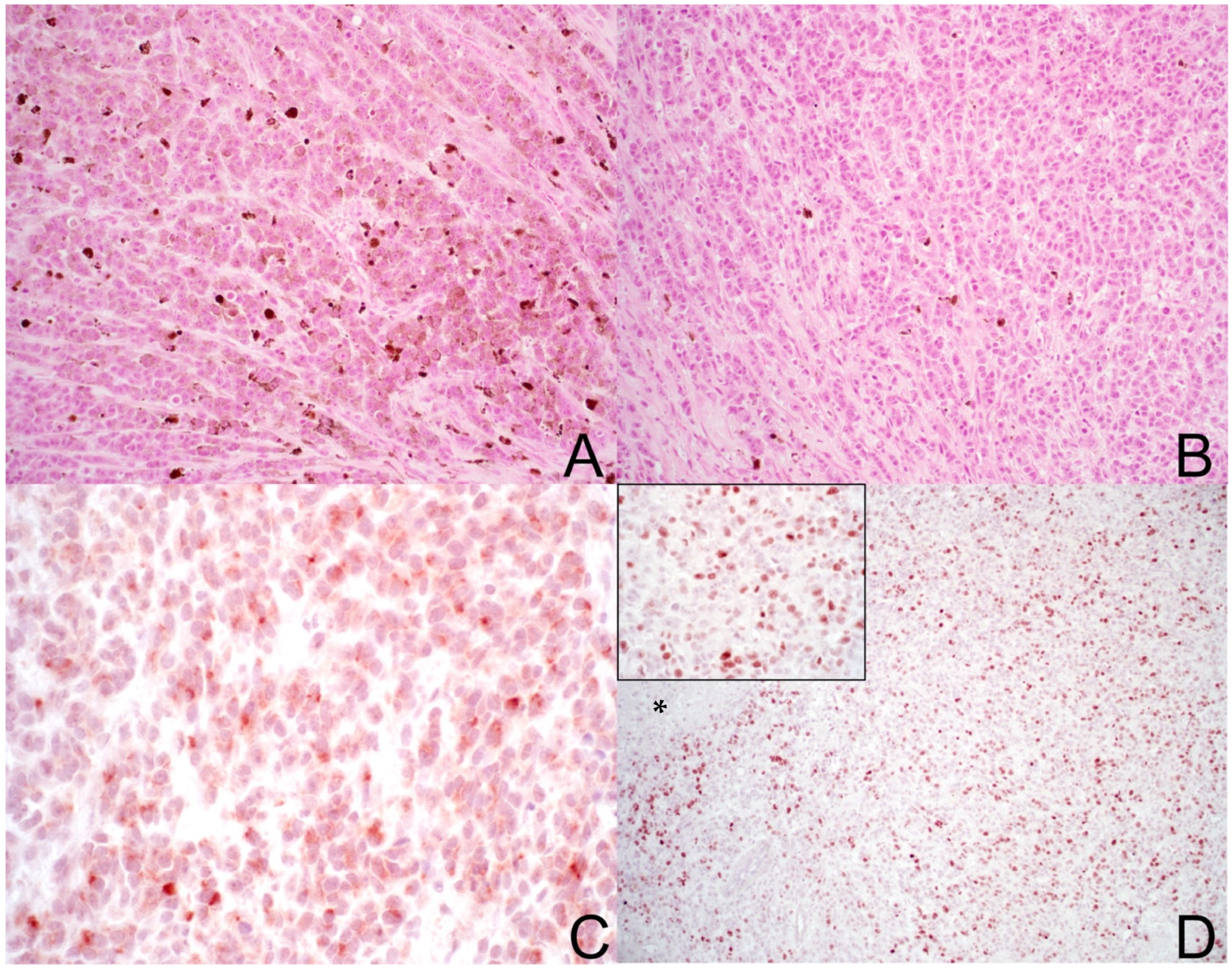 Vetsci 11 00628 g001 Vetsci 11 00628 g001