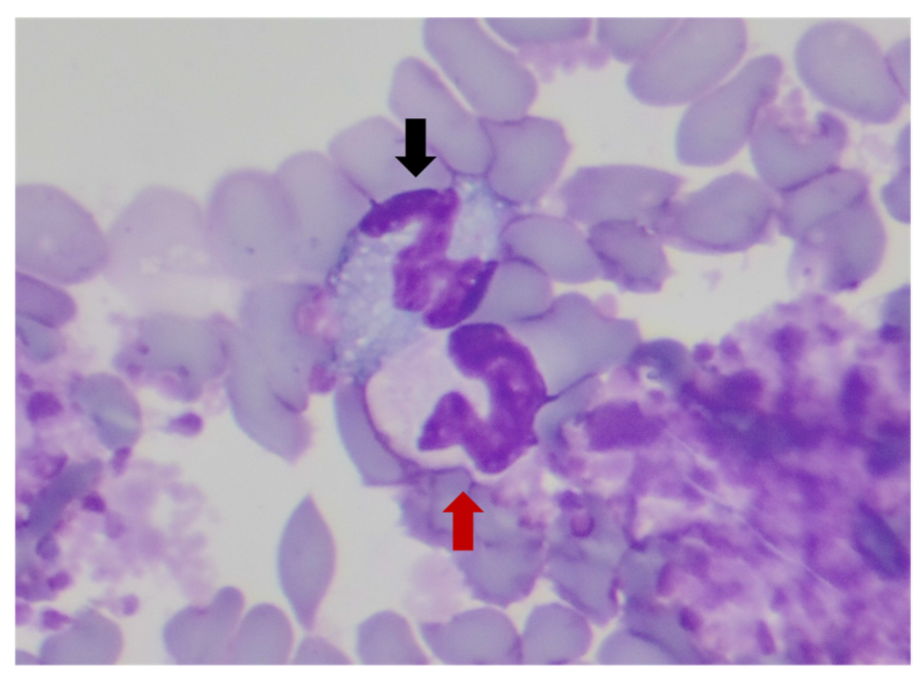 Vetsci 11 00634 g001