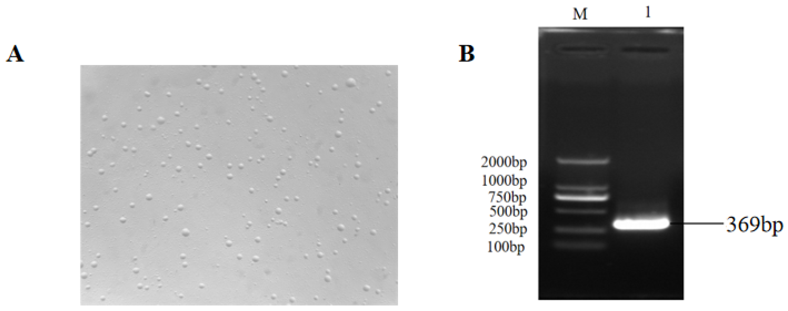Vetsci 11 00639 g001