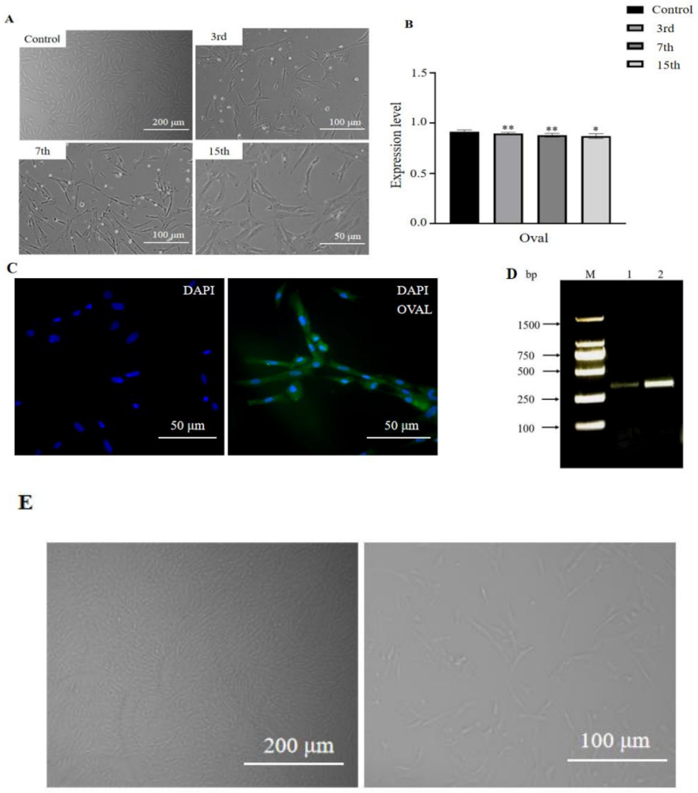 Vetsci 11 00639 g002