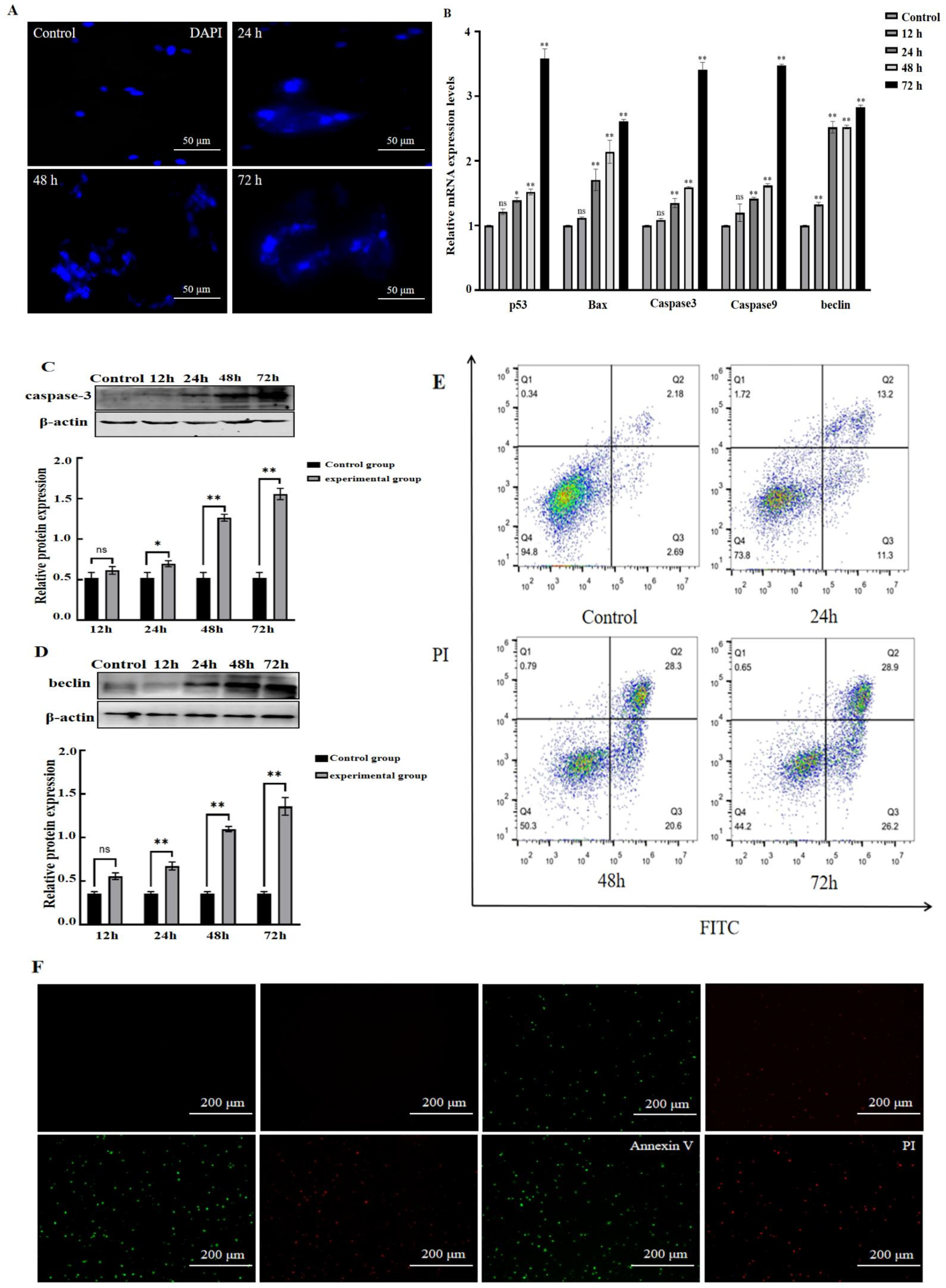 Vetsci 11 00639 g004