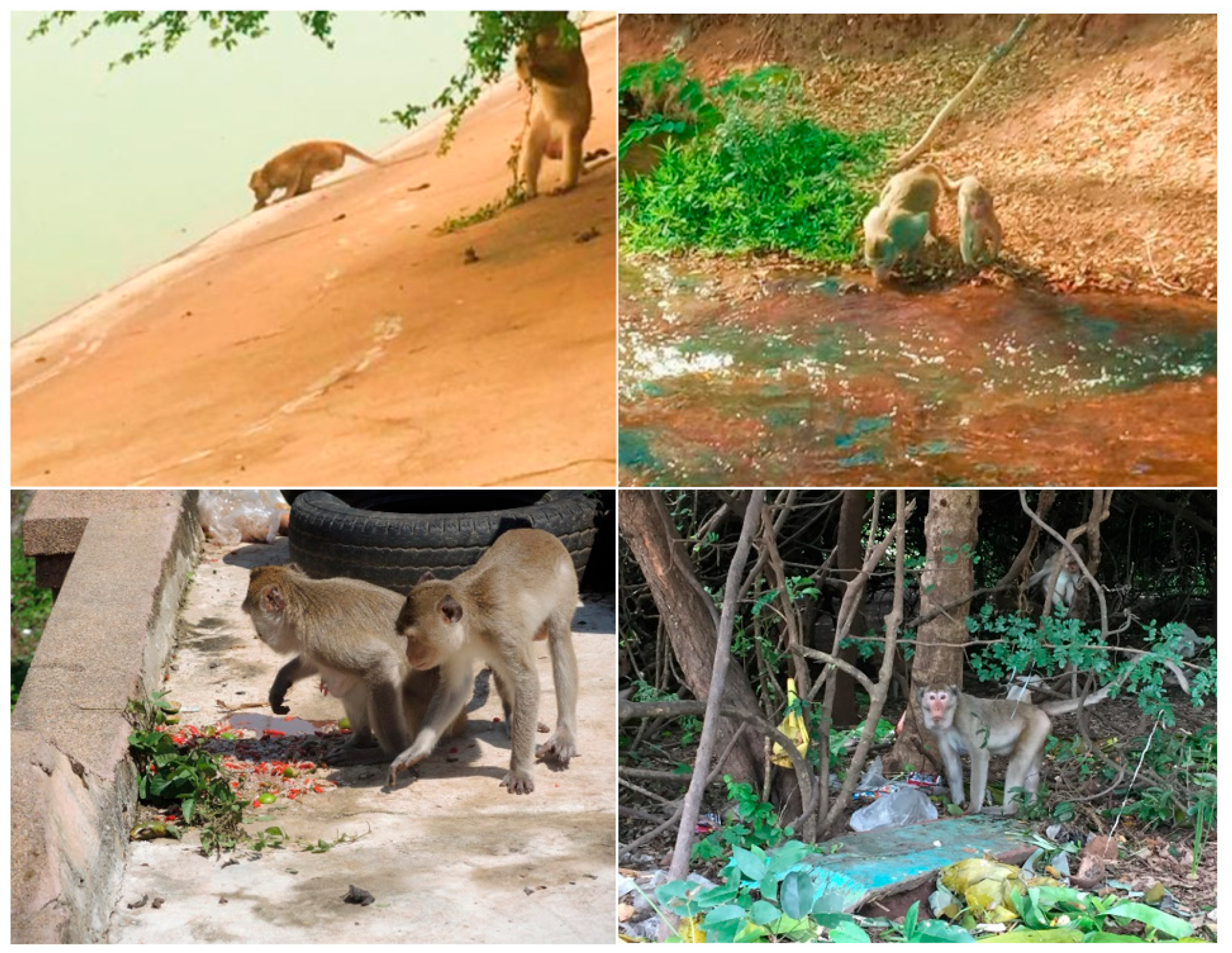 Vetsci 11 00642 g002