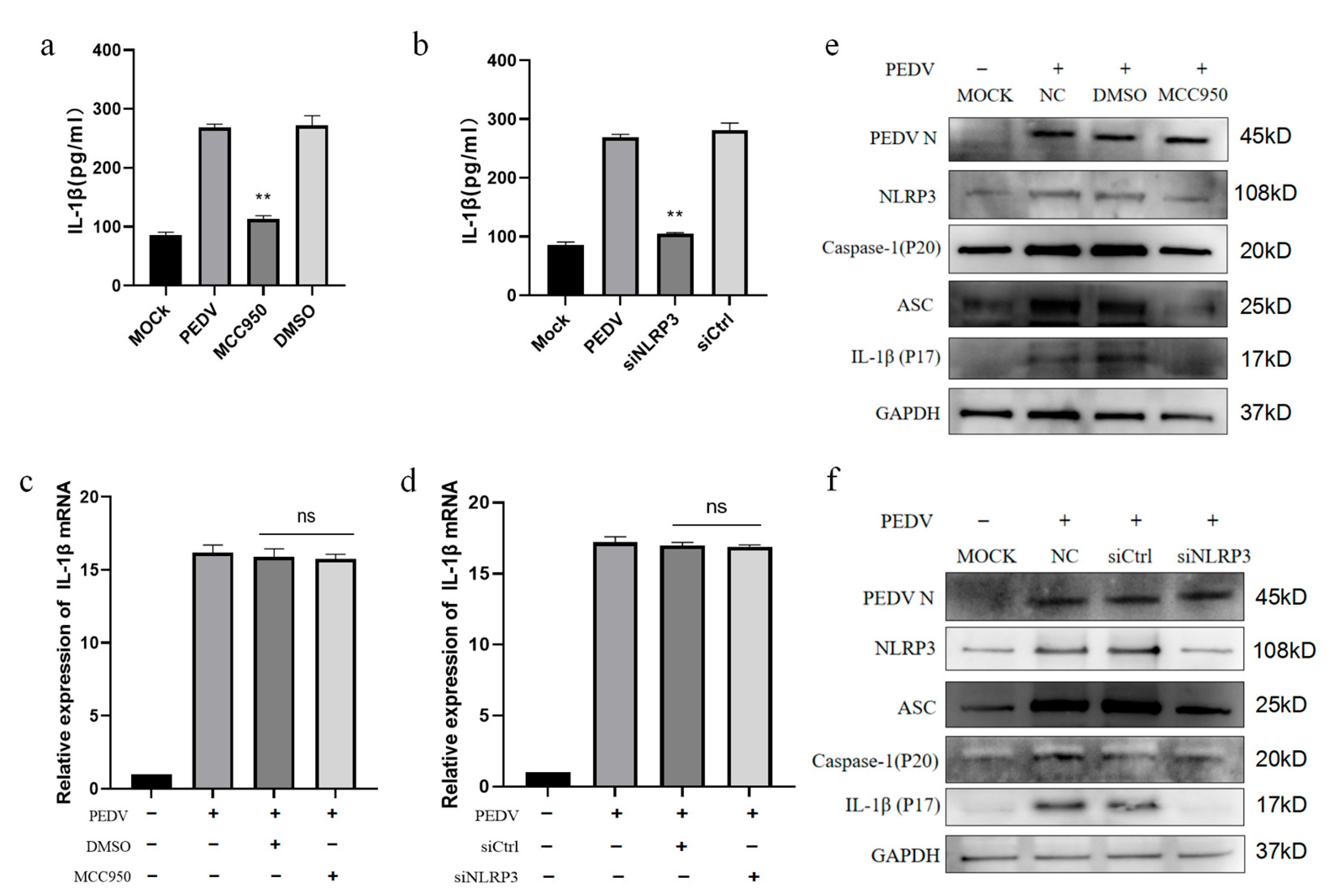 Vetsci 11 00643 g004