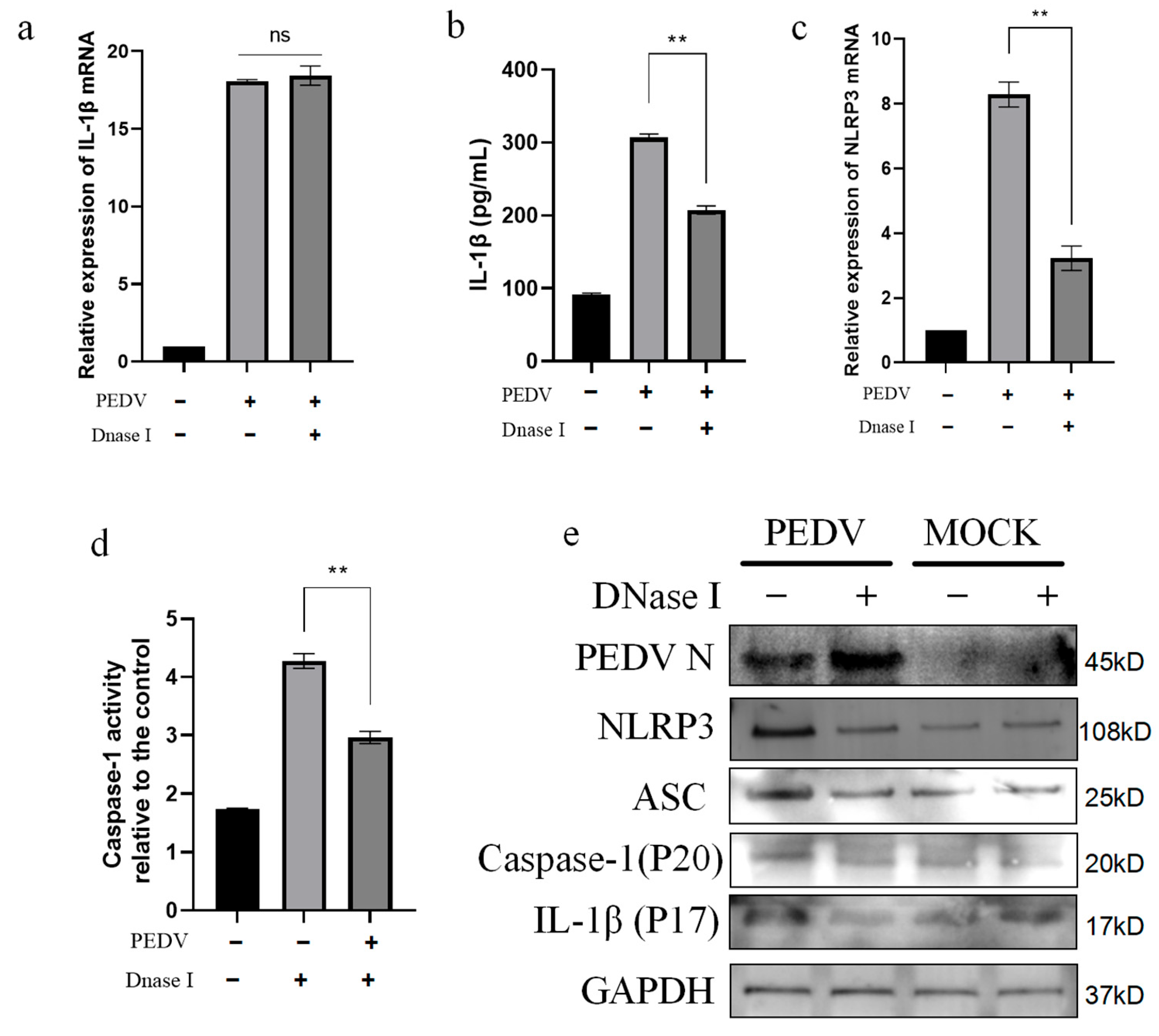 Vetsci 11 00643 g007