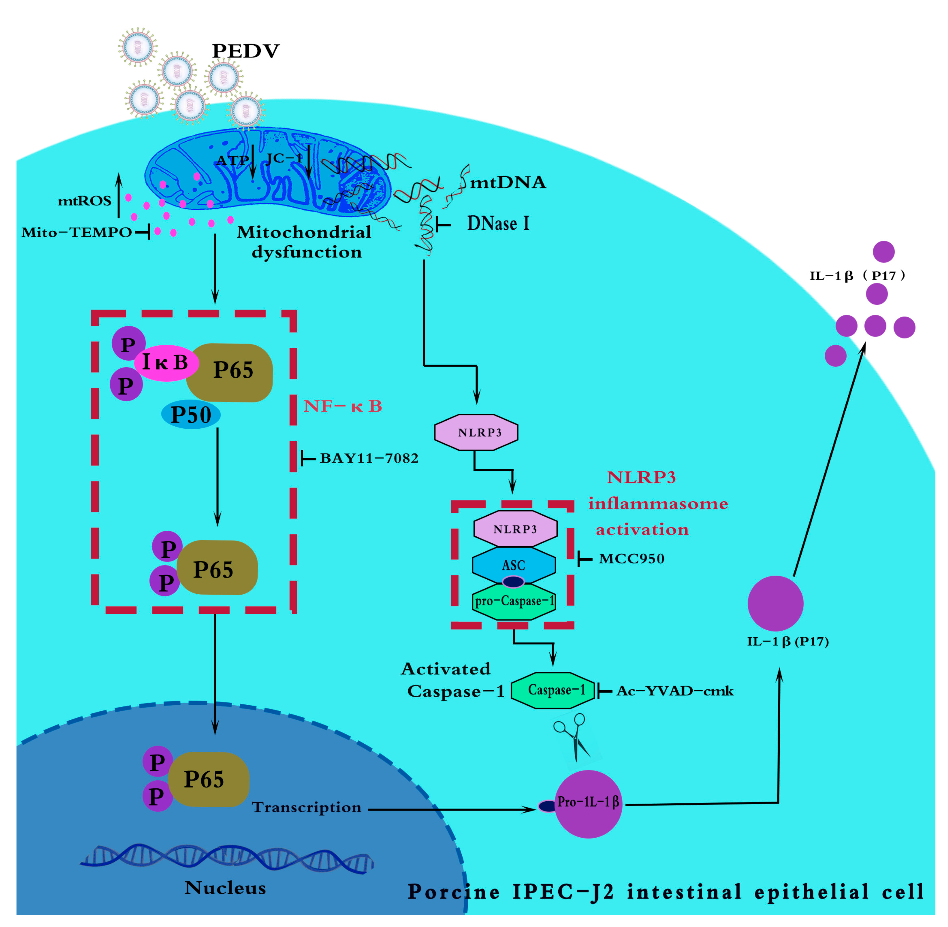 Vetsci 11 00643 g008
