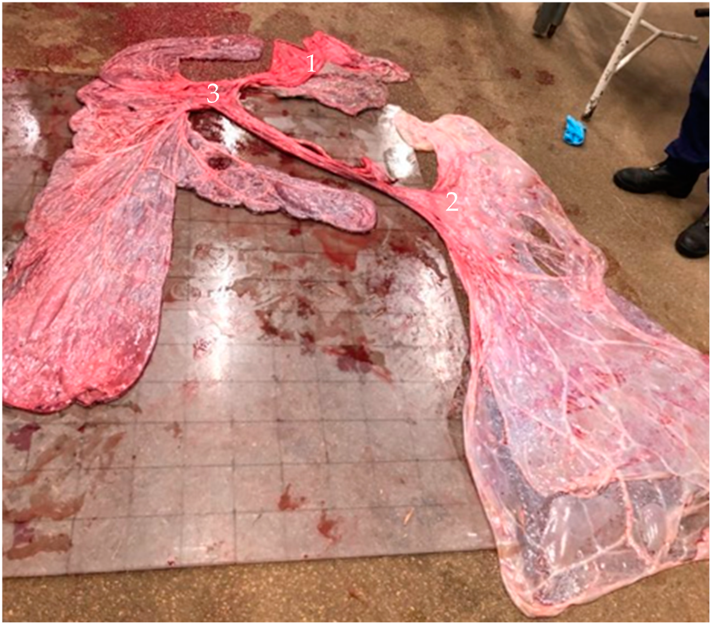 Vetsci 11 00649 g002