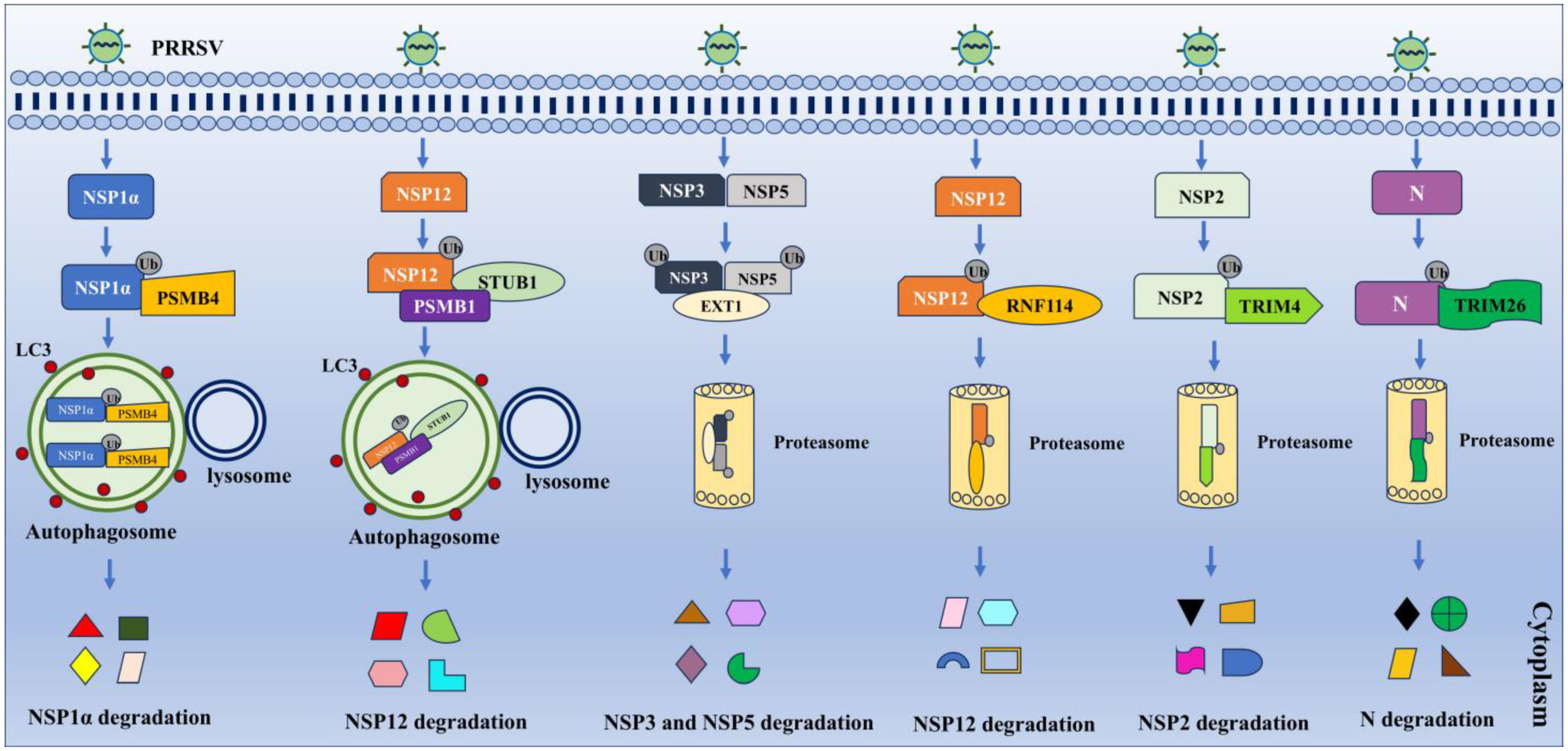 Vetsci 11 00654 g003
