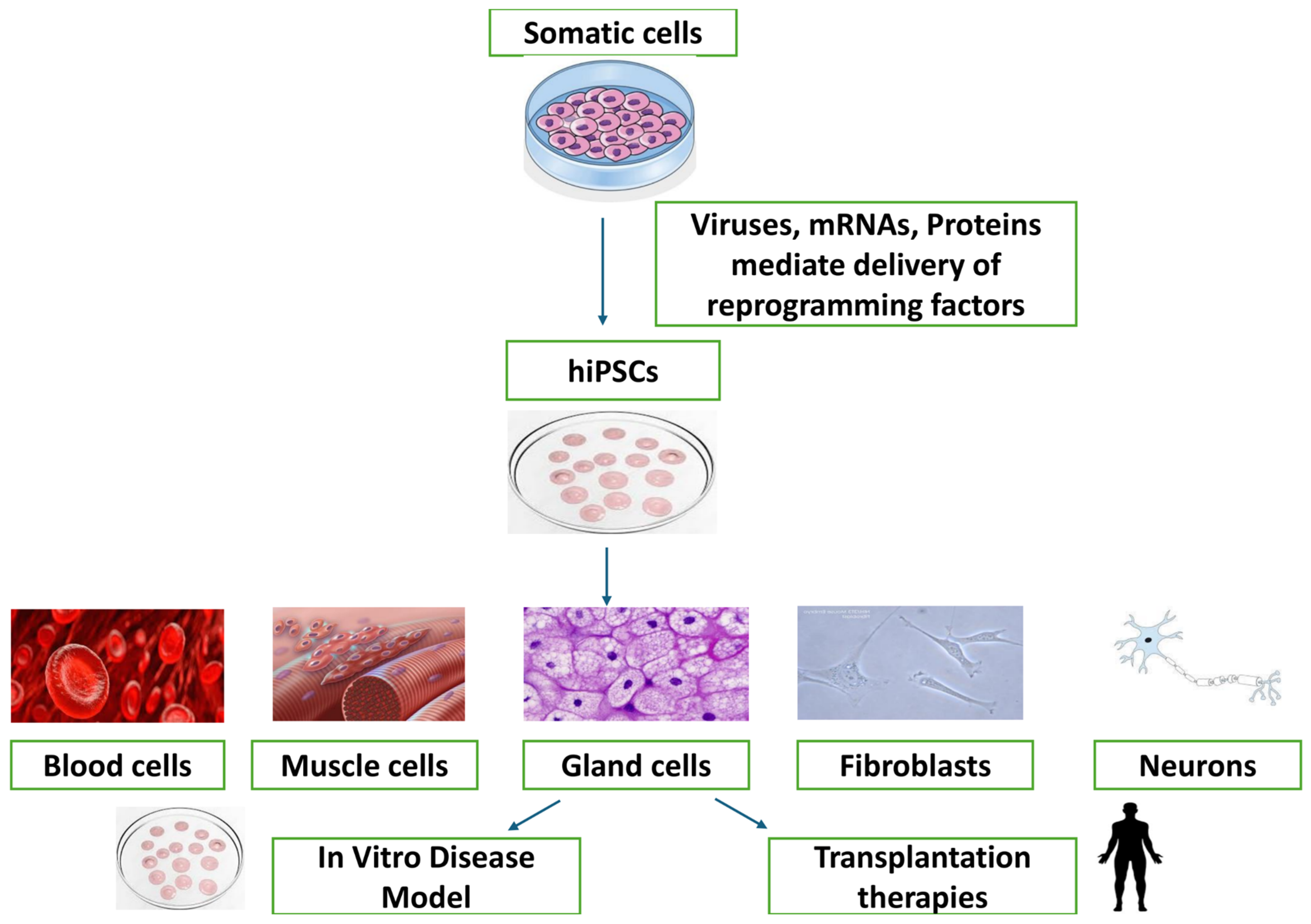 Vetsci 11 00666 g001