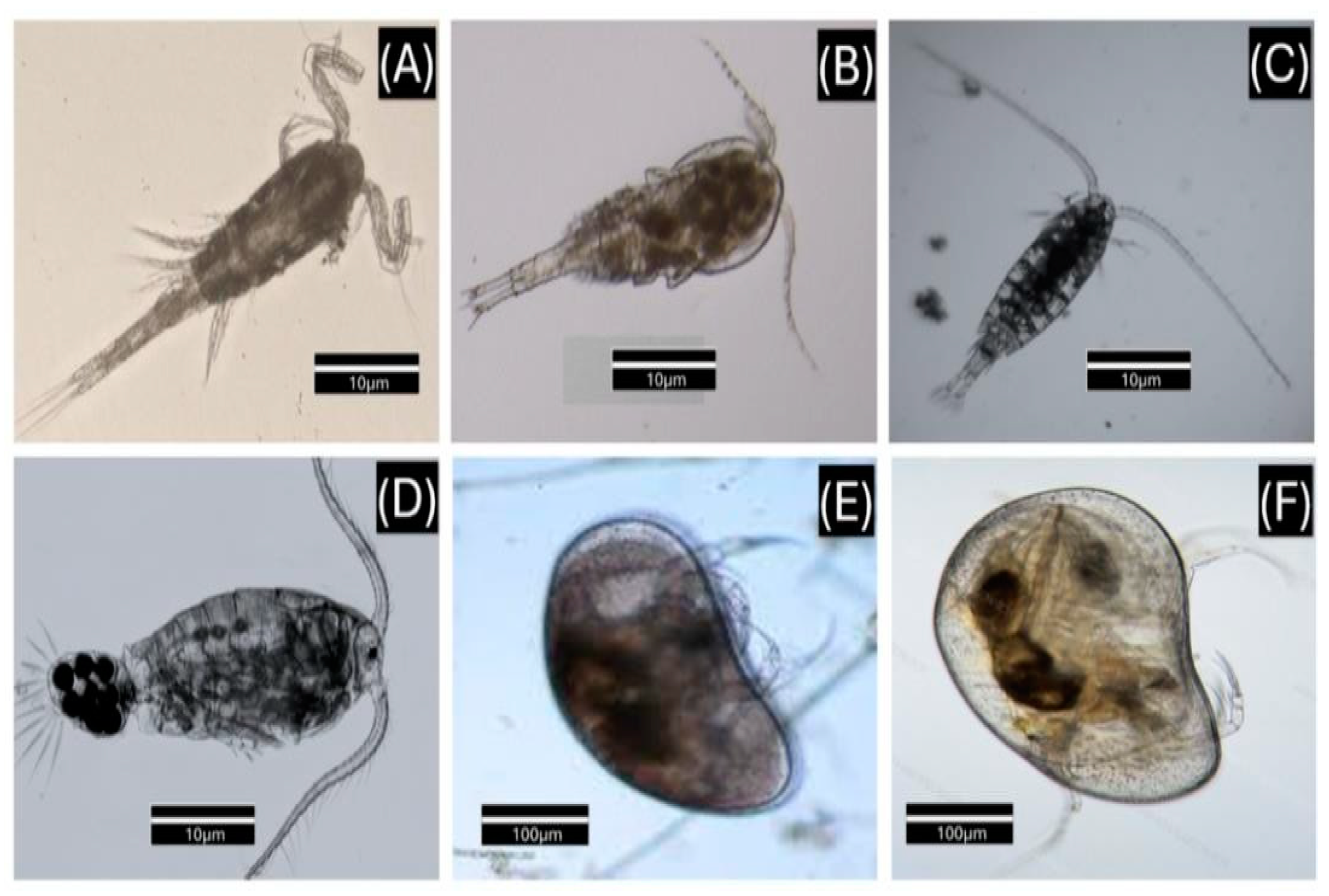 Vetsci 12 00006 g002 Vetsci 12 00006 g002