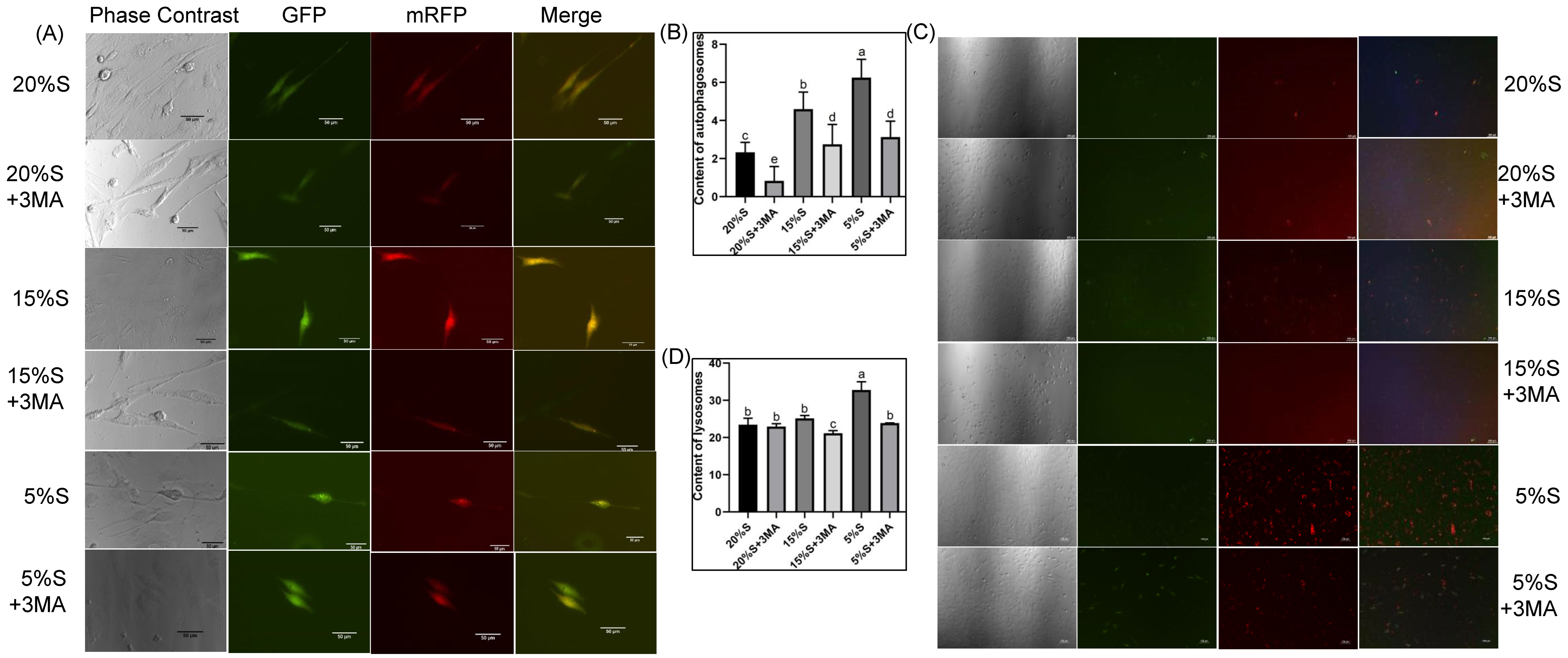 Vetsci 12 00011 g002 Vetsci 12 00011 g002