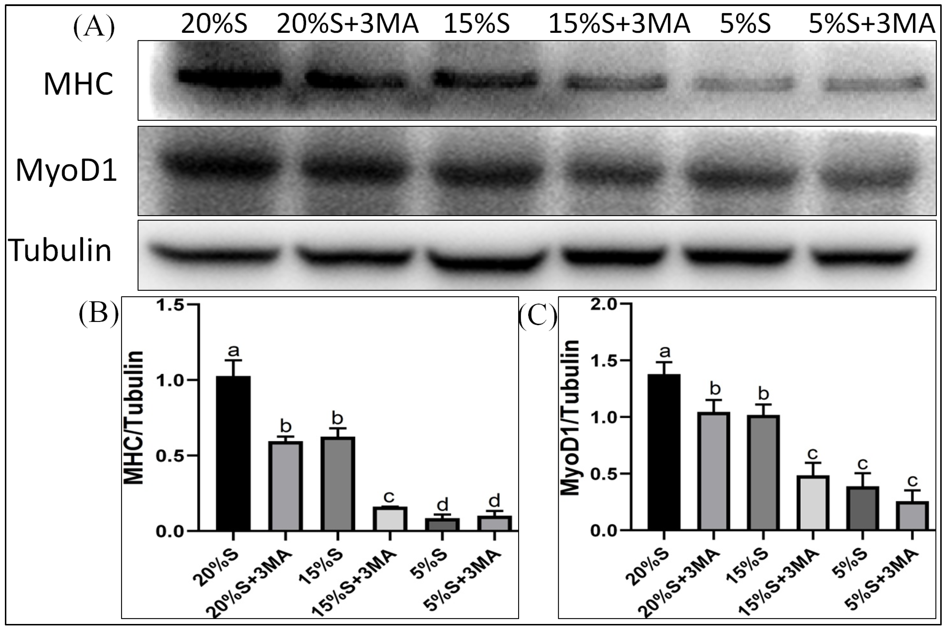 Vetsci 12 00011 g004 Vetsci 12 00011 g004