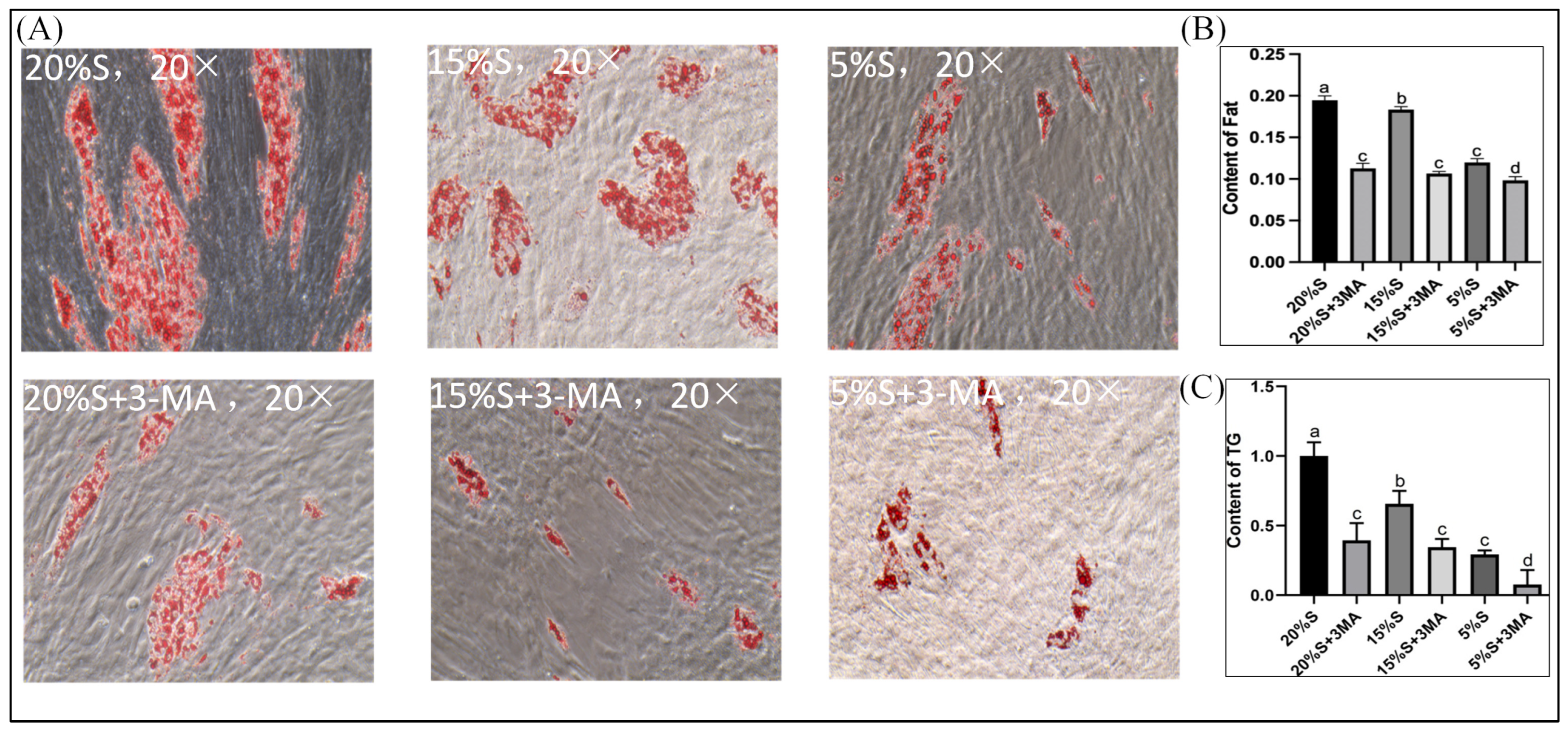 Vetsci 12 00011 g007 Vetsci 12 00011 g007
